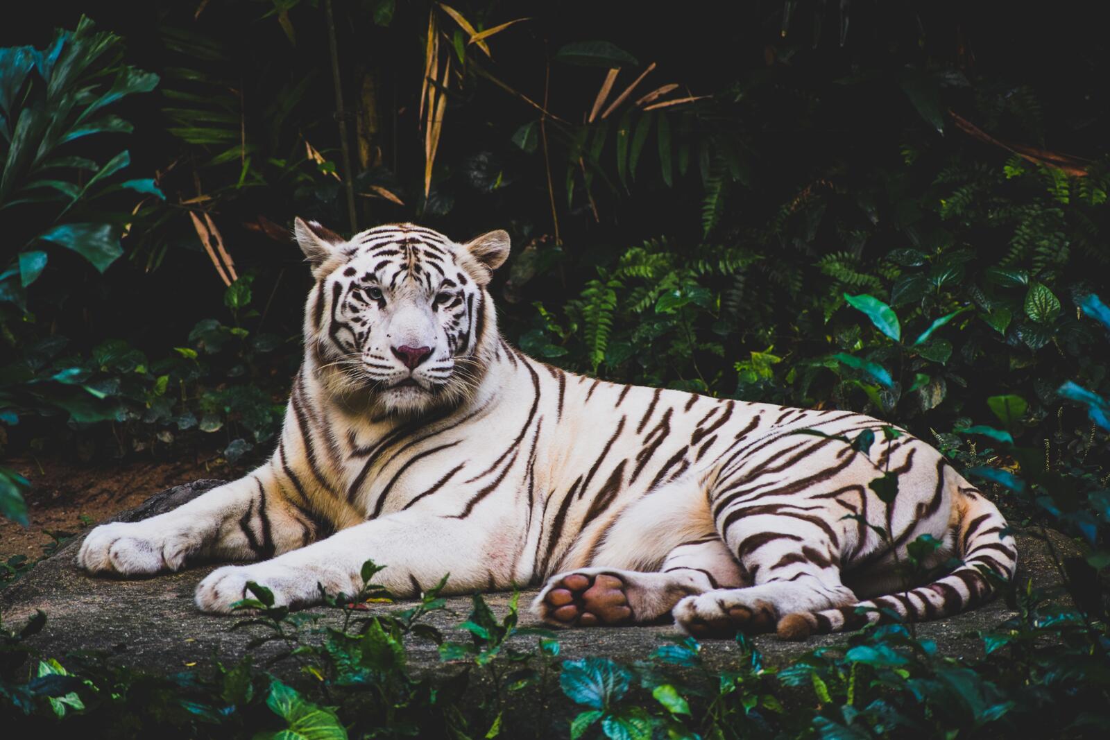 Wallpapers tiger lying white on the desktop