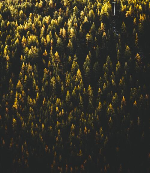 Фото вид сверху, лес - обои на стол