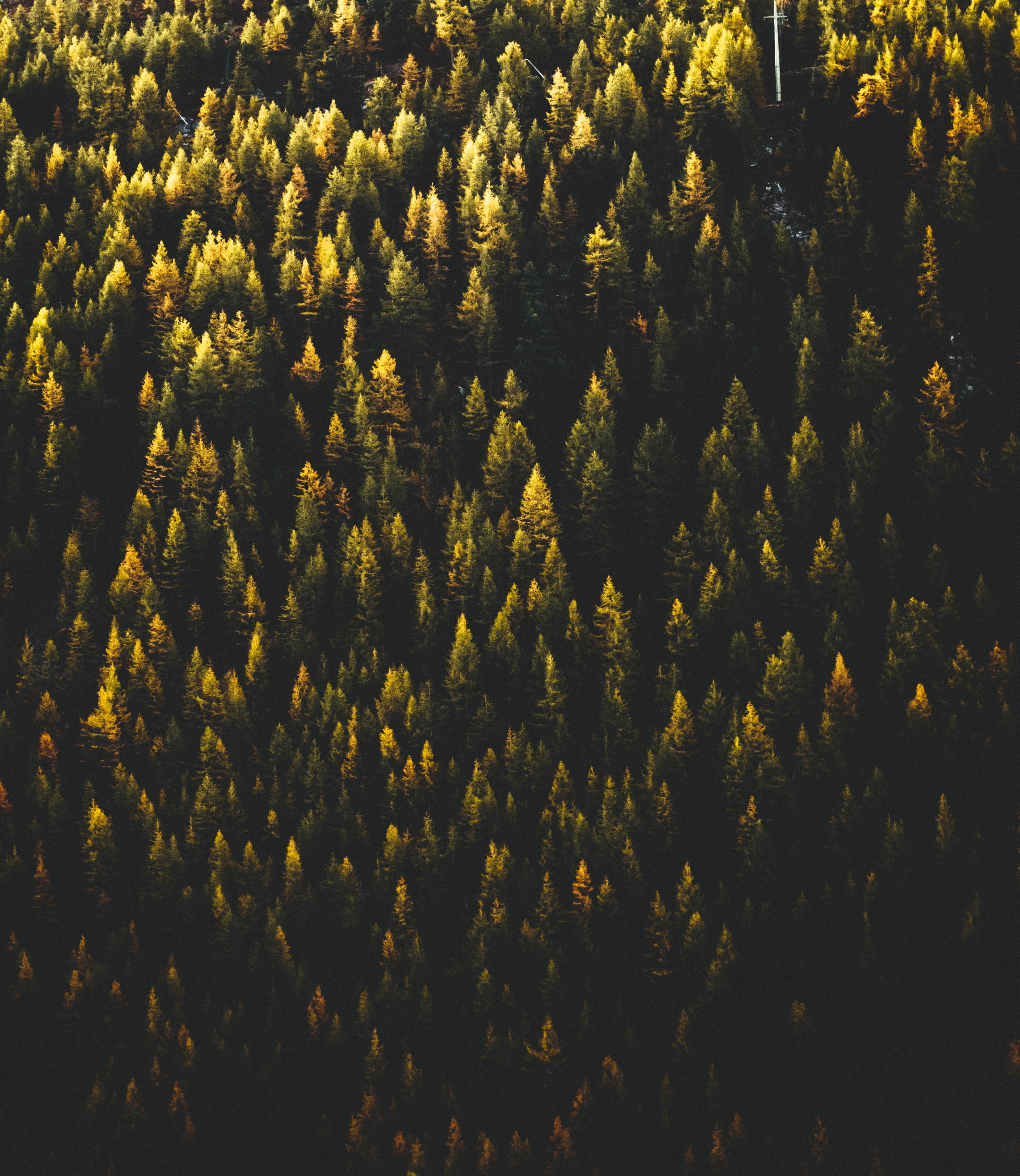 Бесплатное фото Фото вид сверху, лес - обои на стол