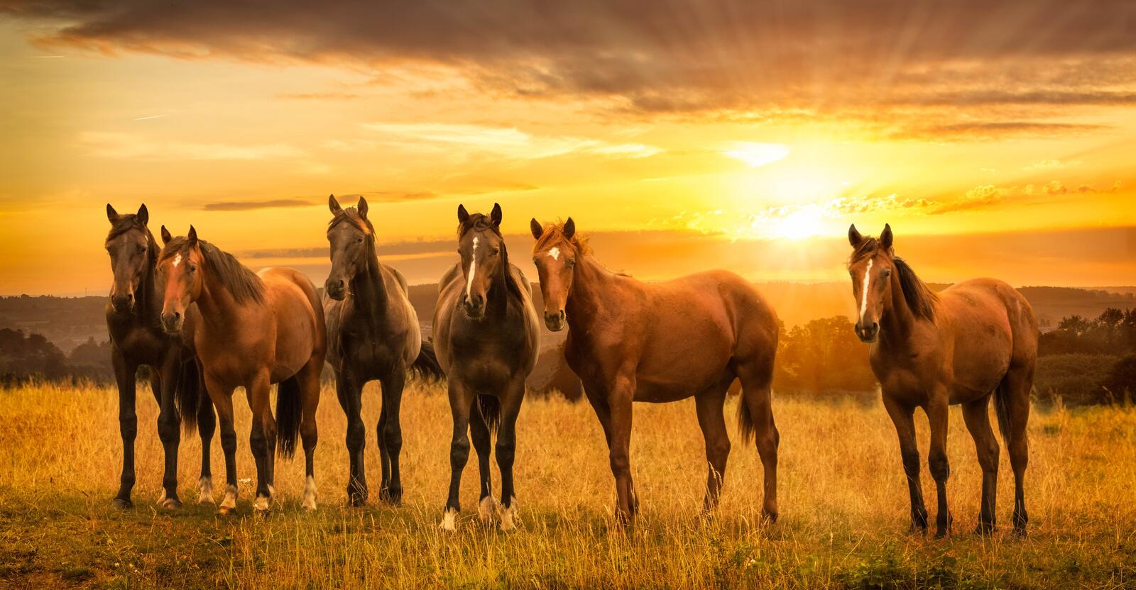 Wallpapers sunset field horses on the desktop
