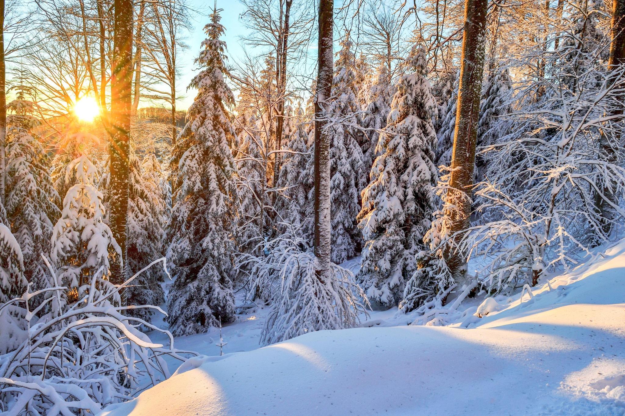 Photo free trees, snow in the forest, snow