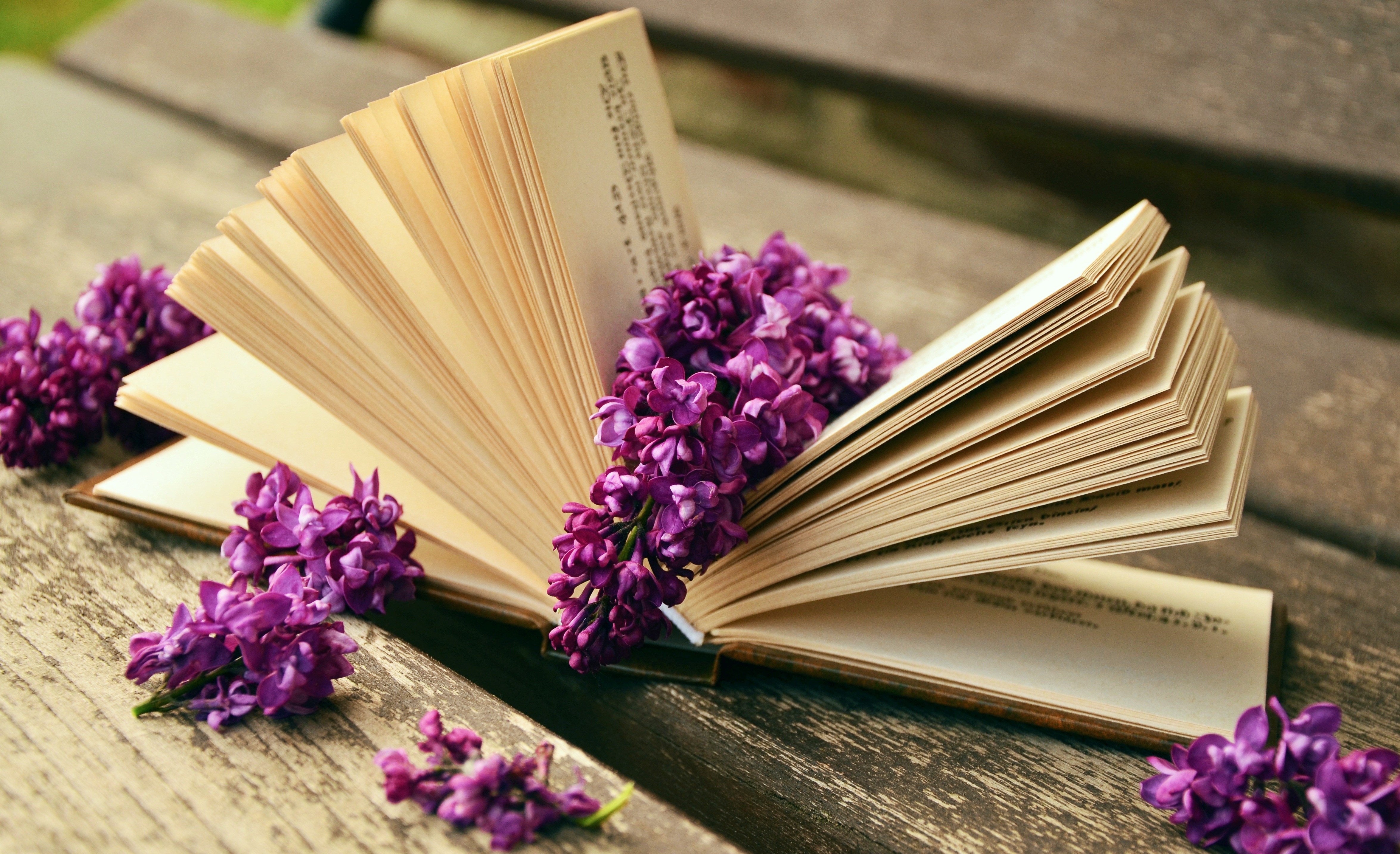 Фото бесплатно книга, цветок, фиолетовый цветок