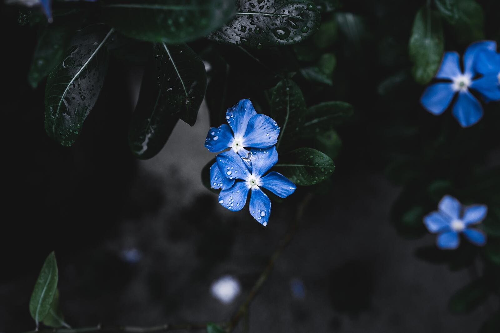 Обои синий цветы маленький на рабочий стол