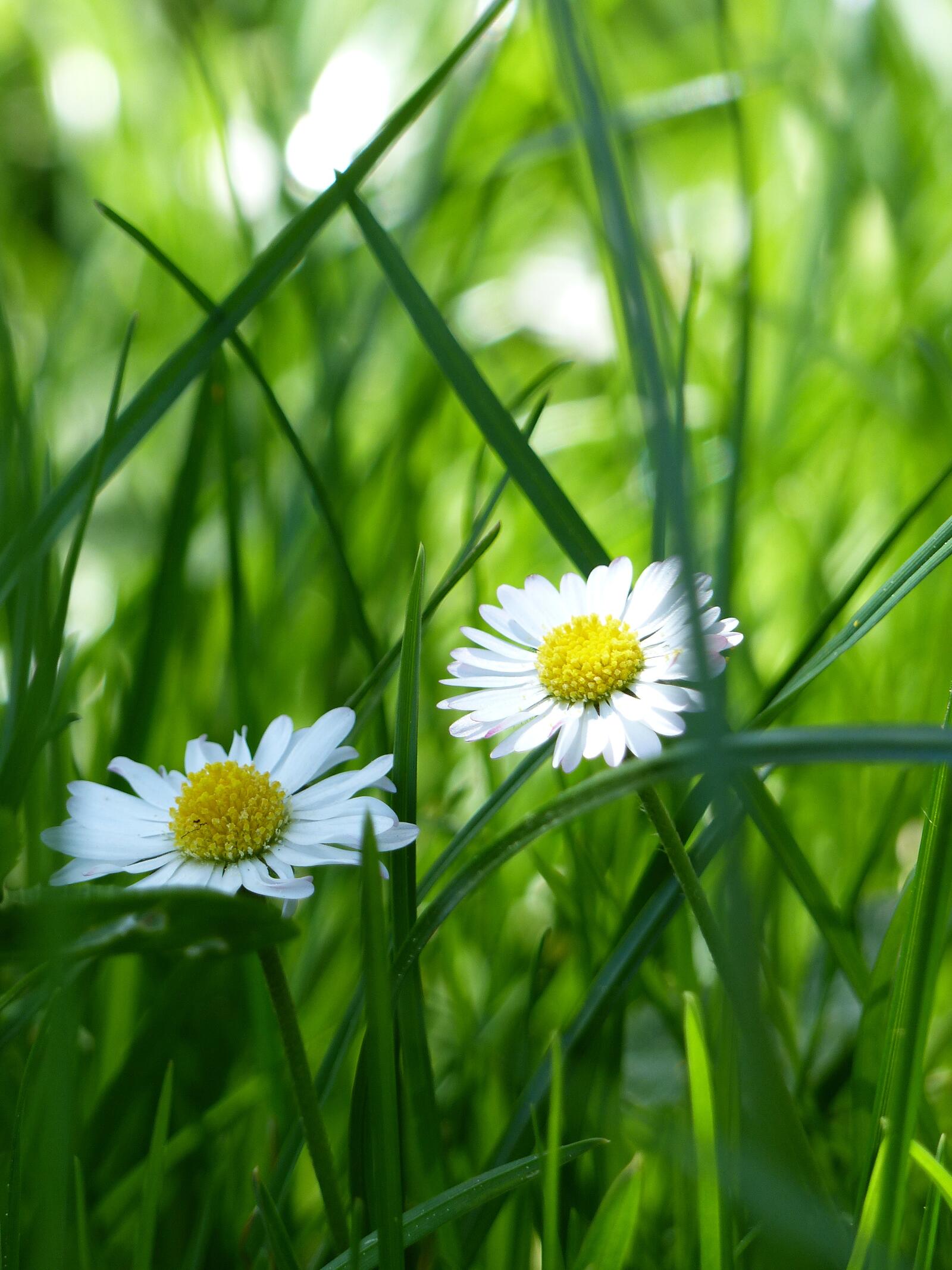 免费照片绿草中的两朵雏菊