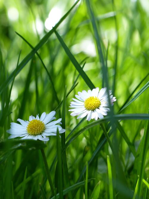 Two daisies in the green grass