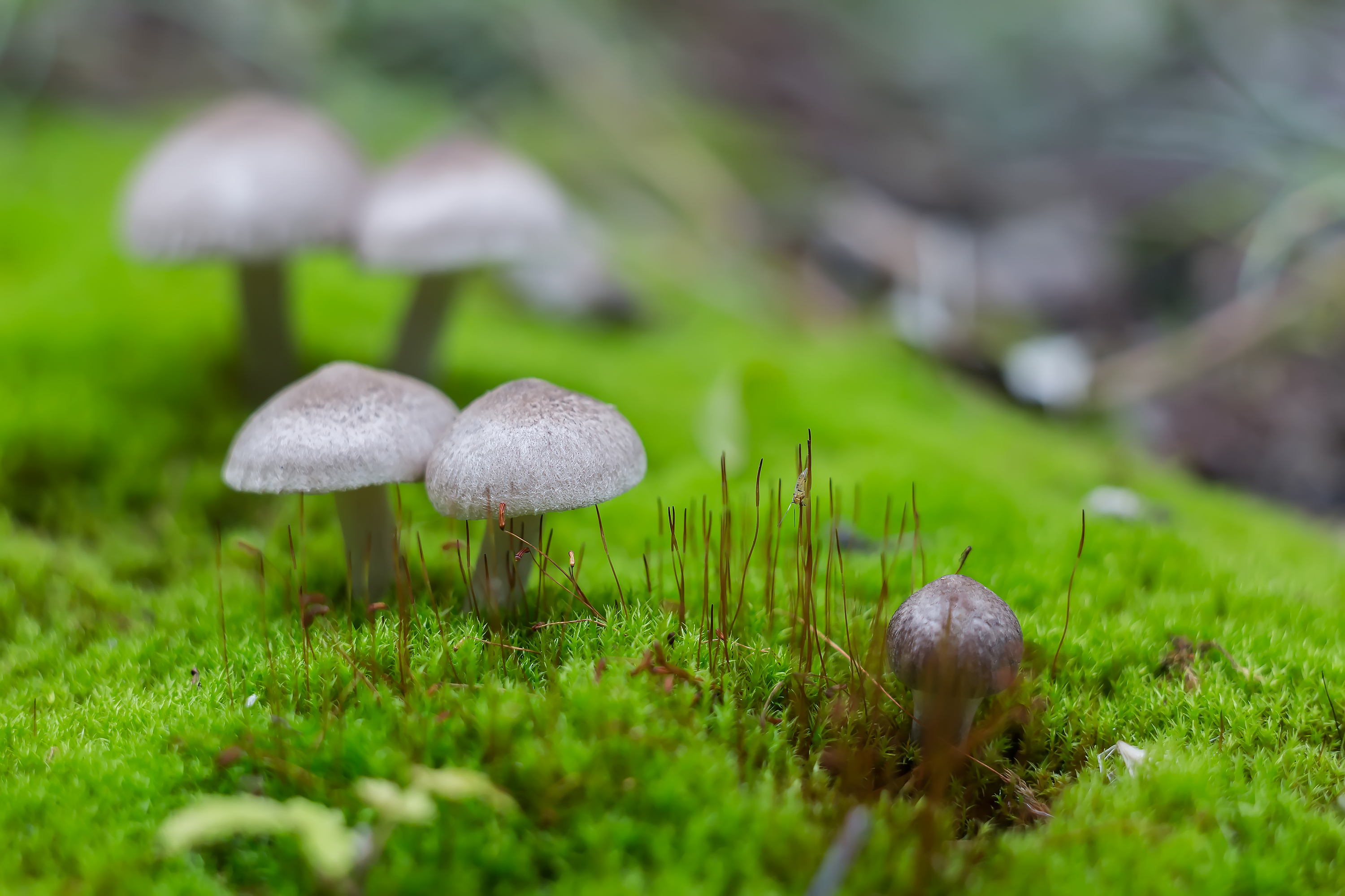 Free photo Moss and mushrooms