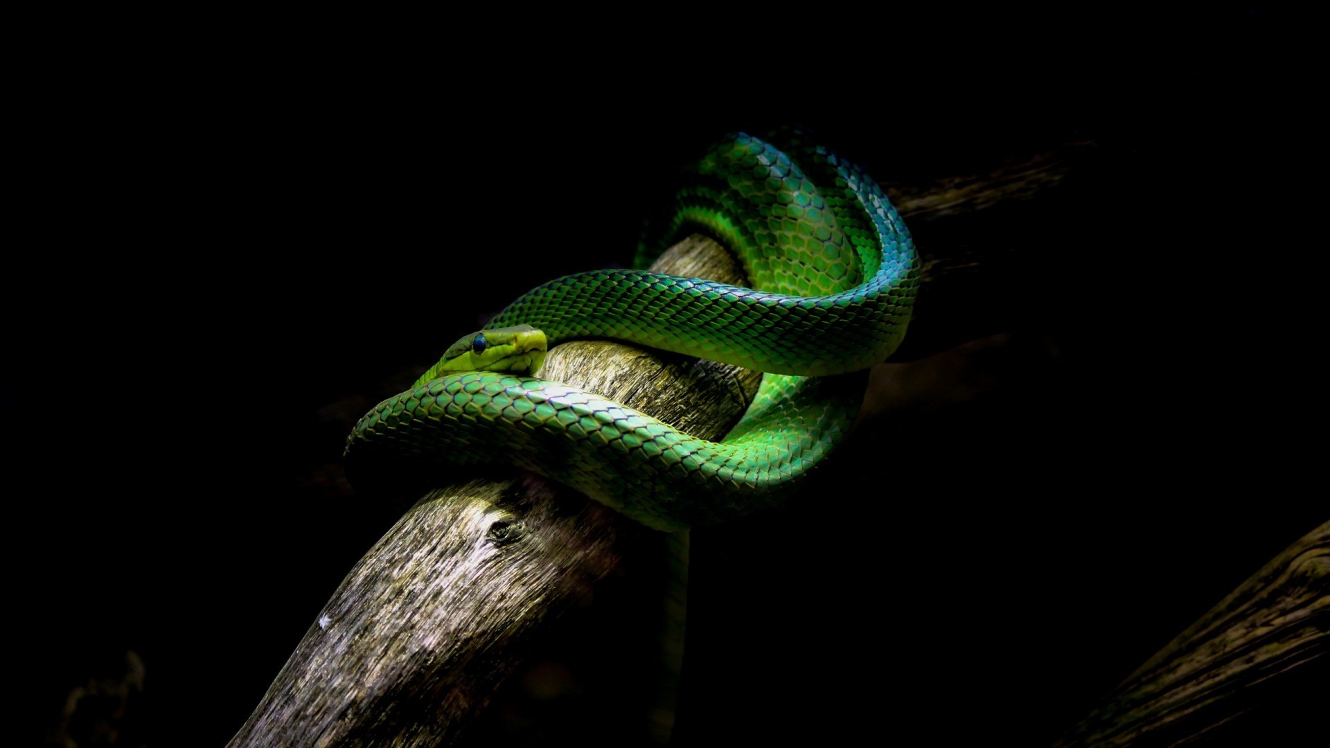 Wallpapers wallpaper green snake viper black background on the desktop