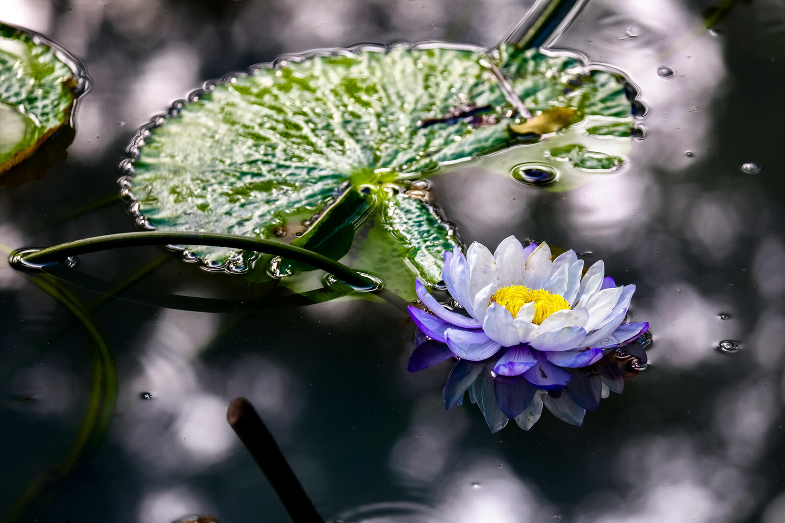 Обои водоём чудесный цветок водная красота на рабочий стол