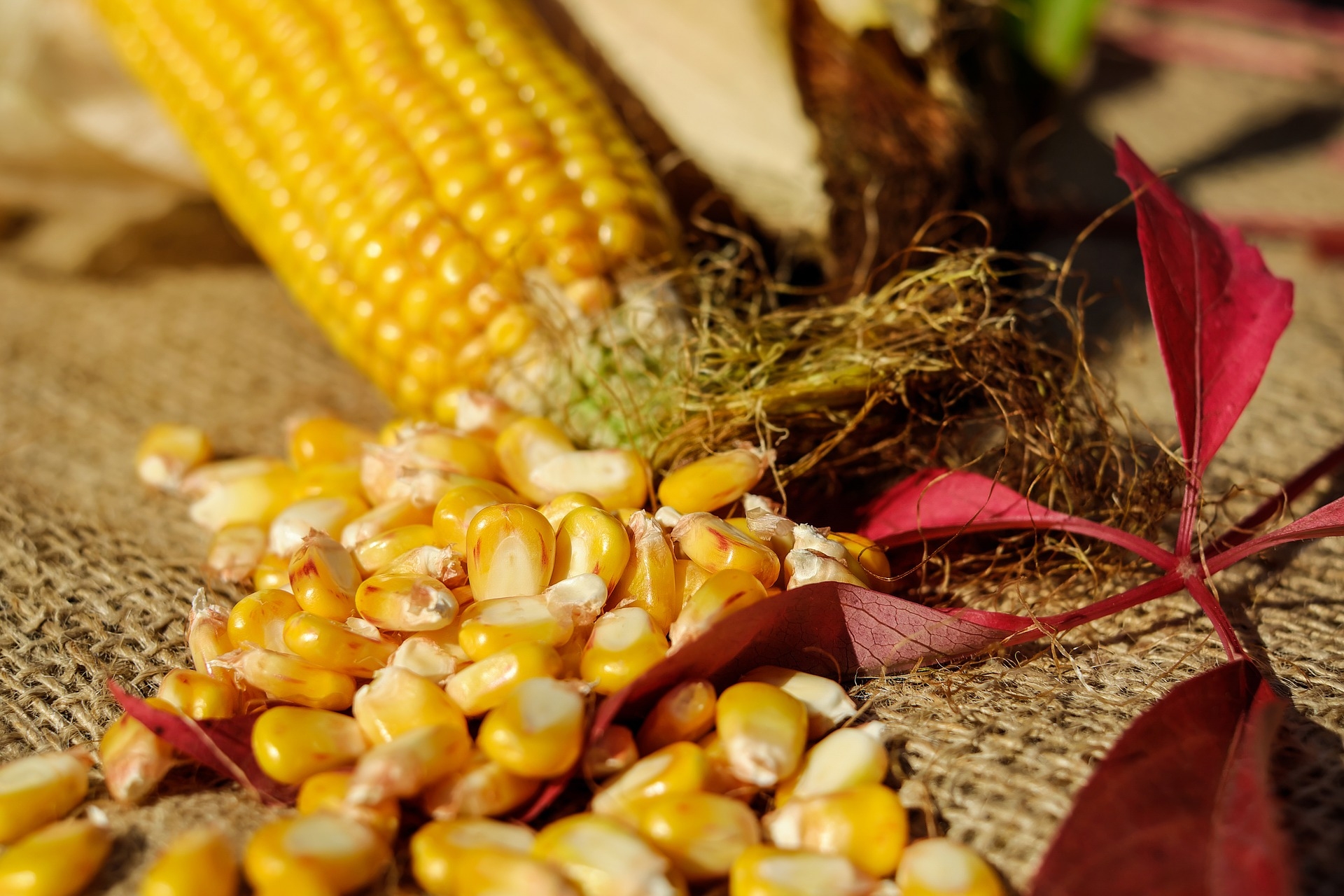 Фото бесплатно кукуруза, овощи, кукурузные зерна