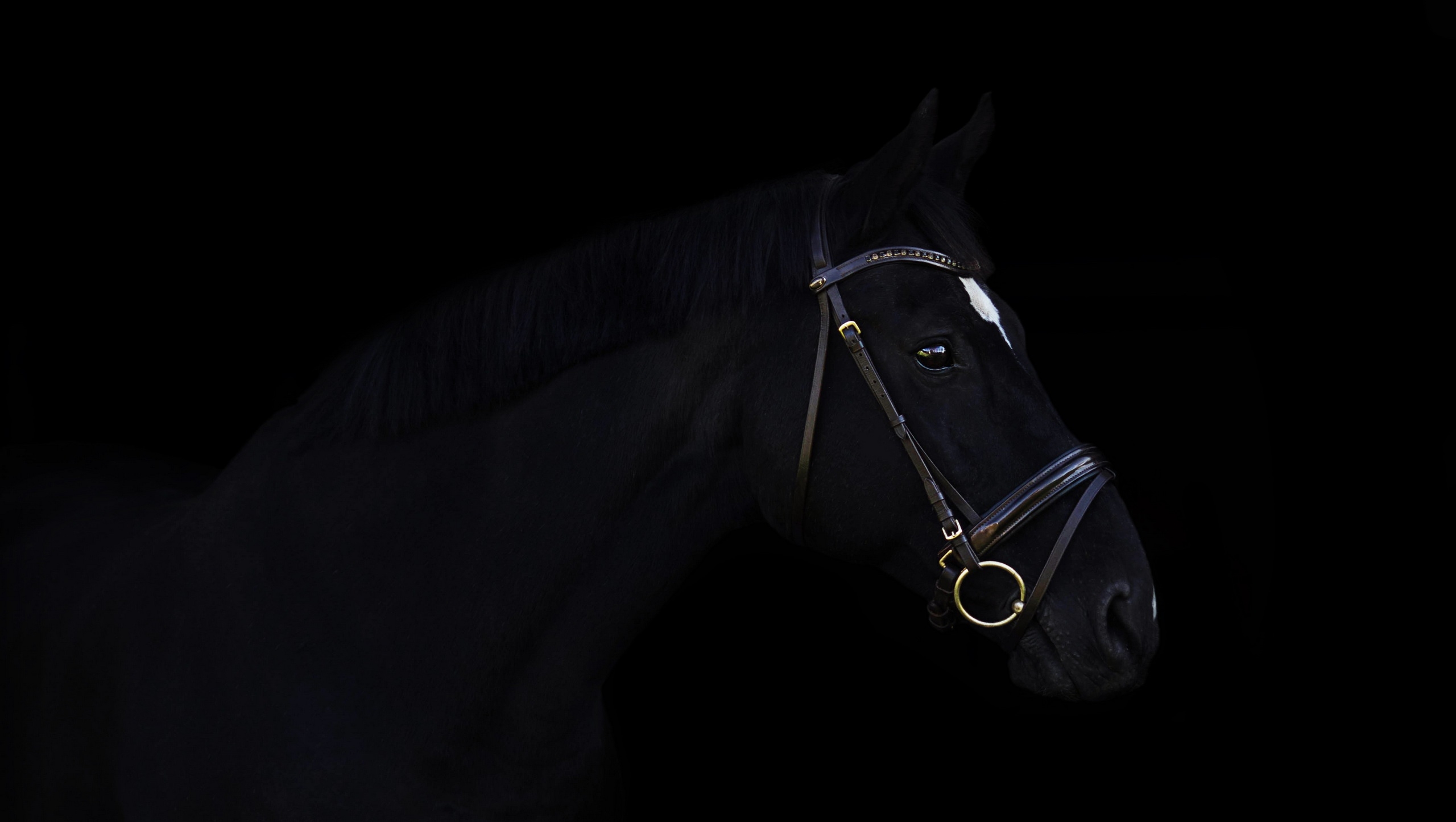Фото бесплатно вид в профиль, обои темная лошадка, черный фон