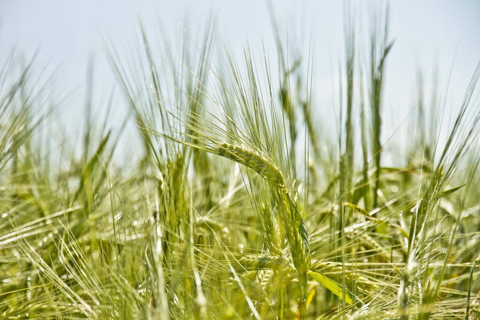Обои пшеница зеленая земля на рабочий стол