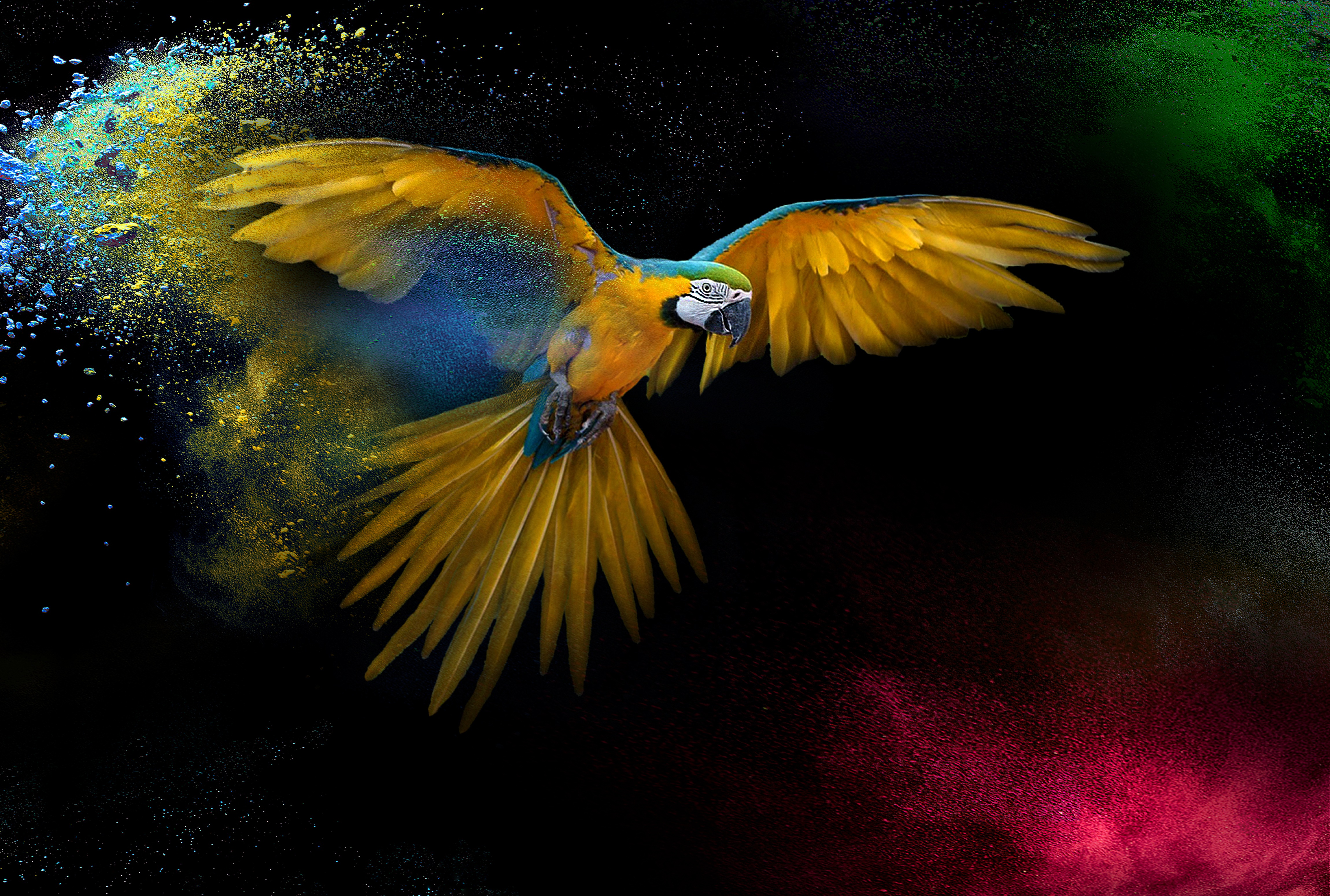 Фото бесплатно птица, желтый попугай, перья