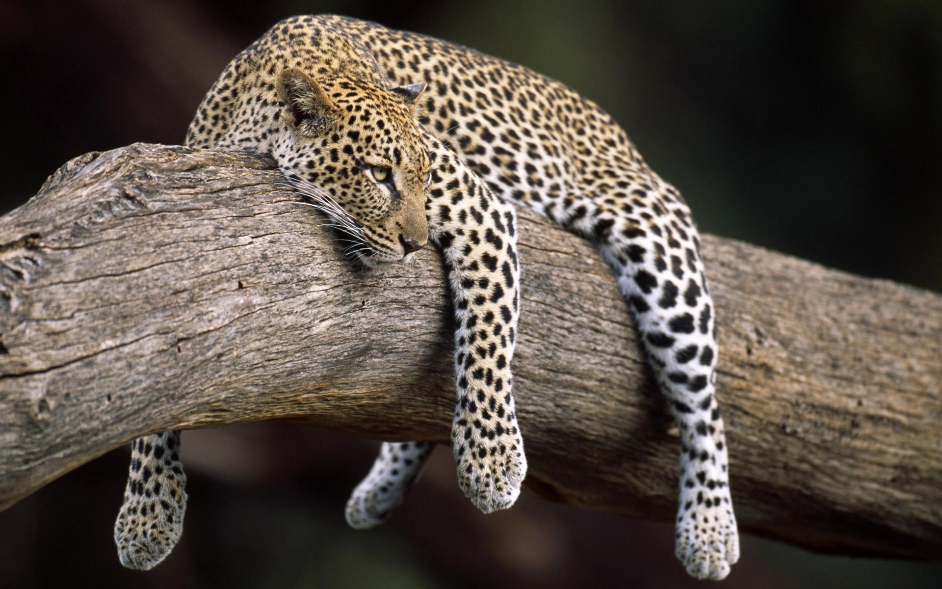 Free photo A leopard resting on a fallen tree