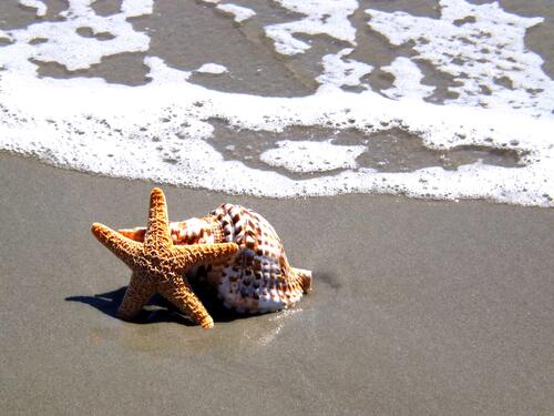 Морская звездочка с ракушкой на берегу моря