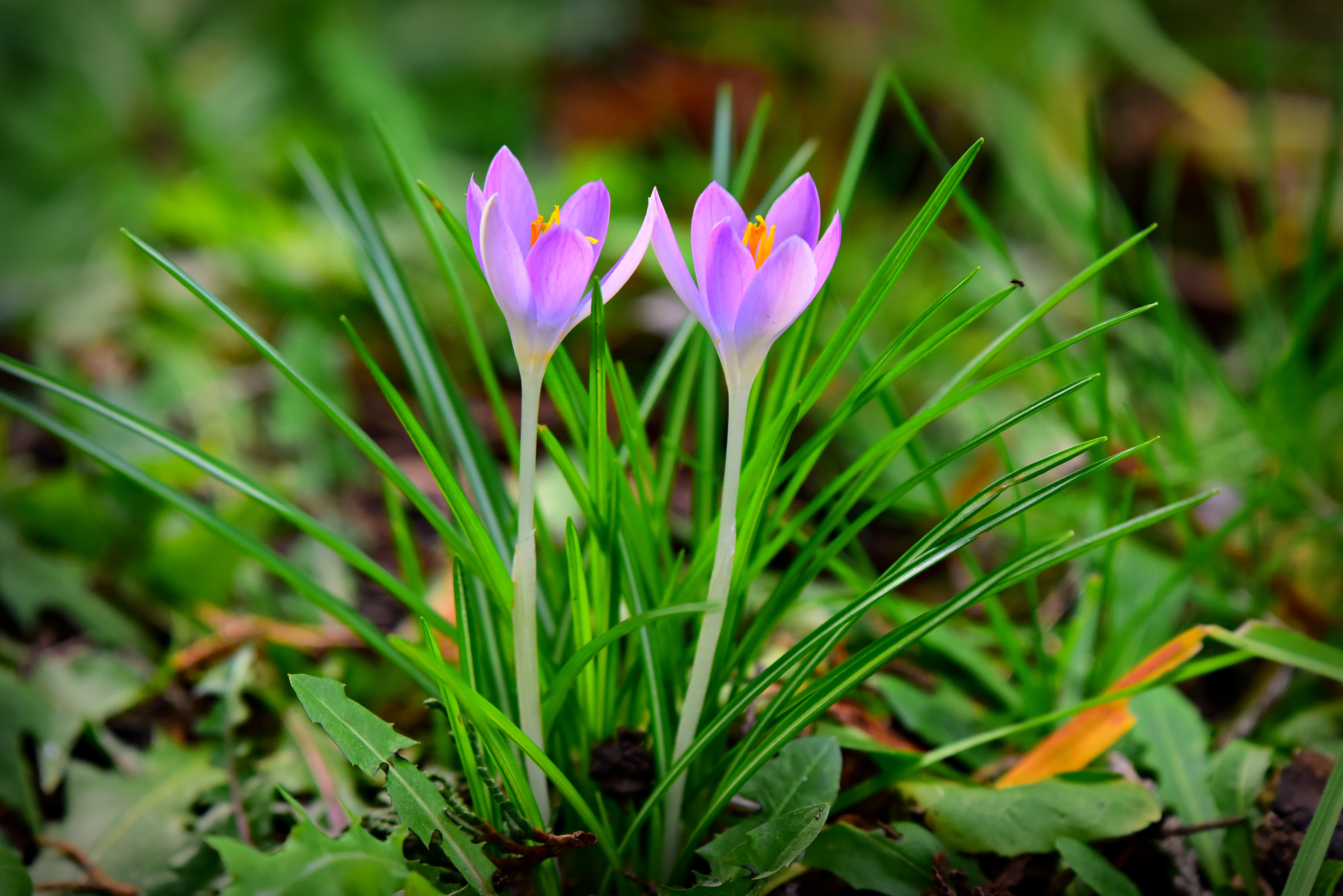 Photo free Crocus, spring flower, bloom