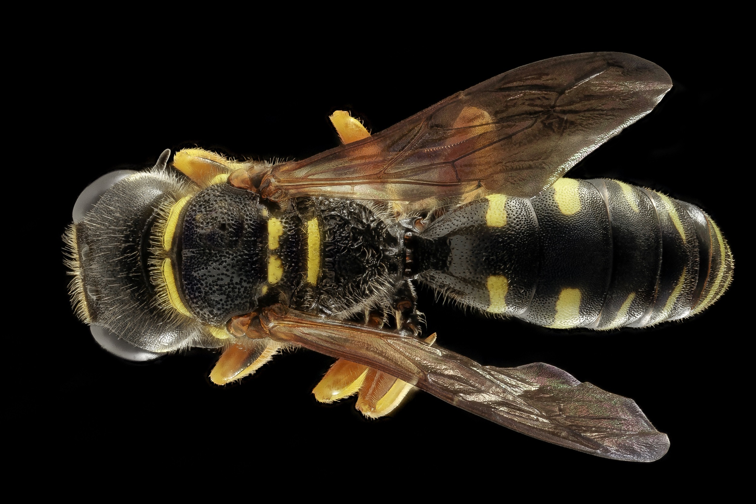 Обои мёдоносная пчела опылитель насекомое на рабочий стол