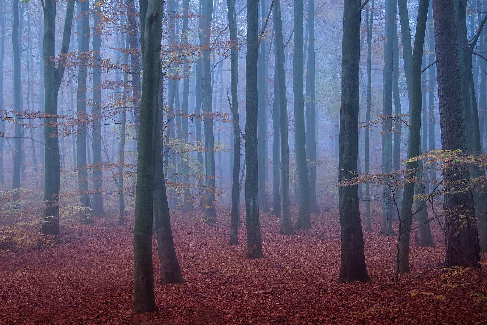 Wallpapers dry leaves fog in the forest fallen leaves on the desktop