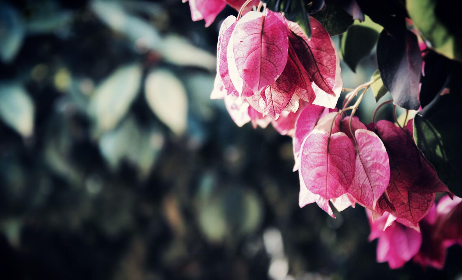 Обои розовые листья обои бугенвиллия цветы на рабочий стол