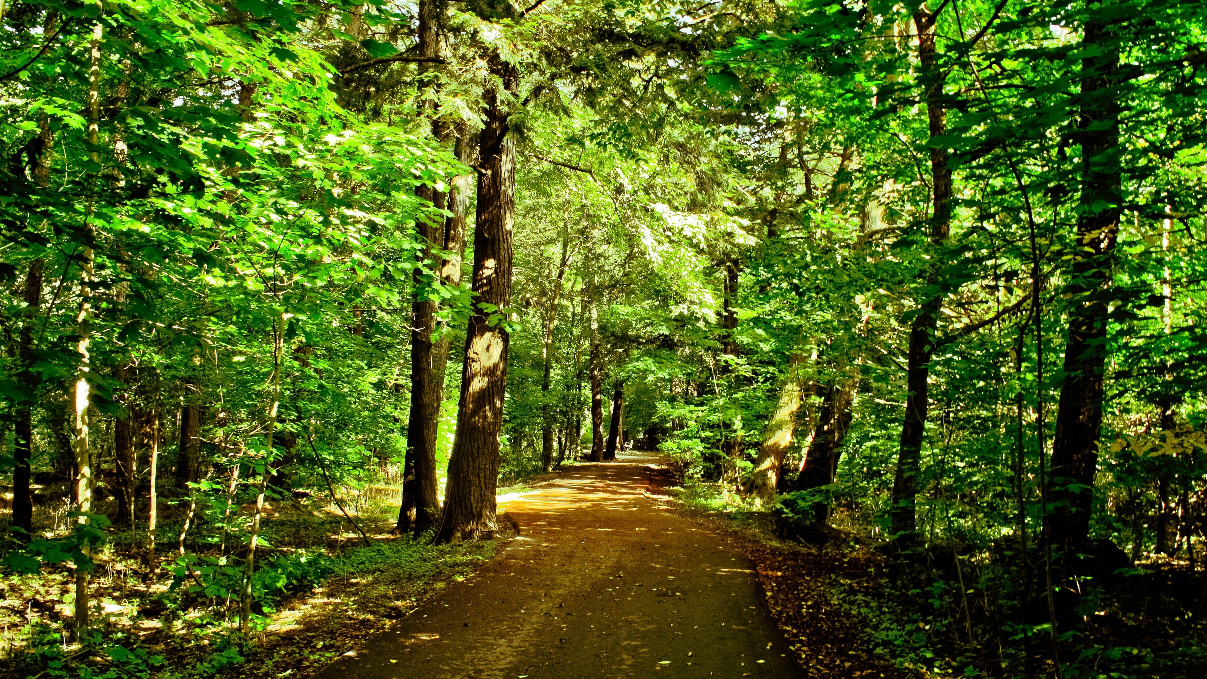 Фото бесплатно лес, пешеходная дорожка, солнце