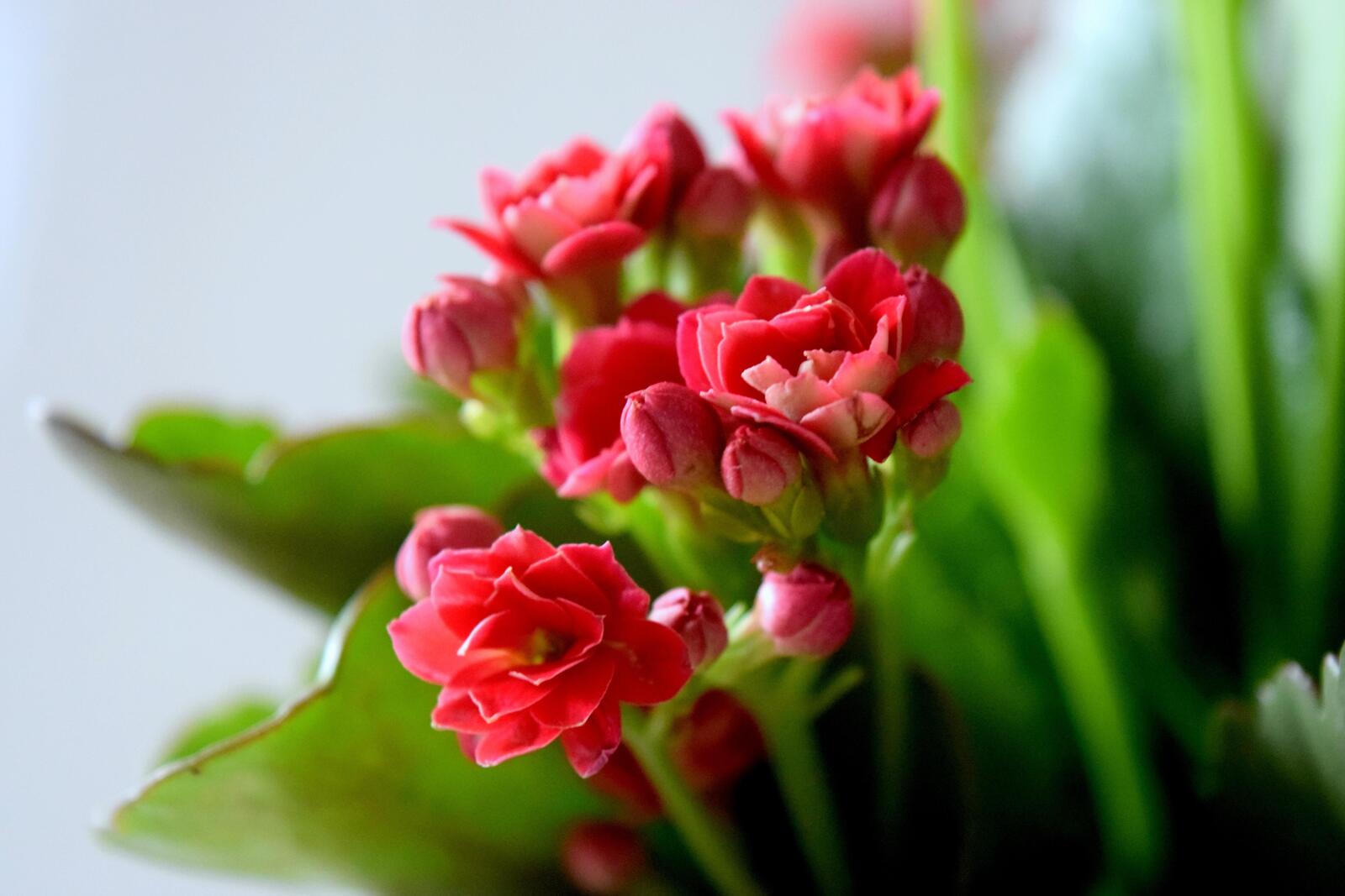 桌面上的壁纸红花 花瓣 花束