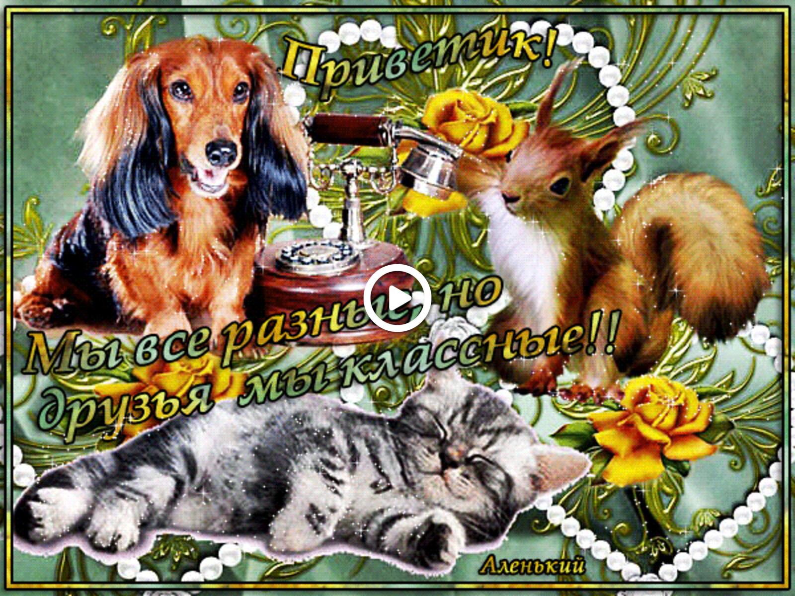 Открытка на тему открытки разные прикольные собака белка бесплатно