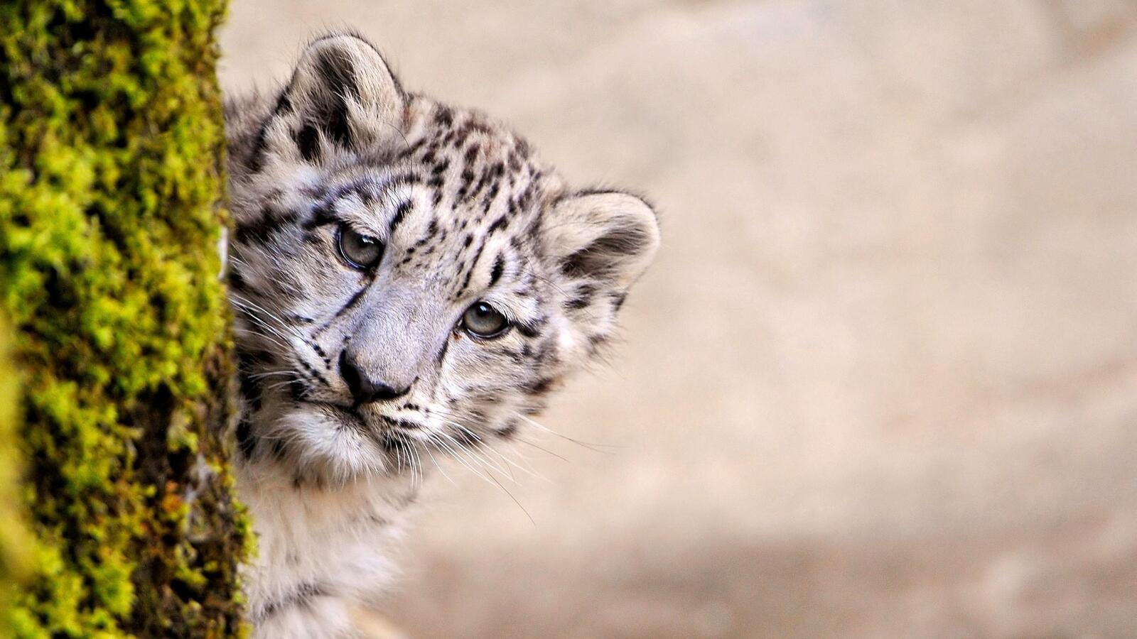 Wallpapers snow leopard animals predator on the desktop