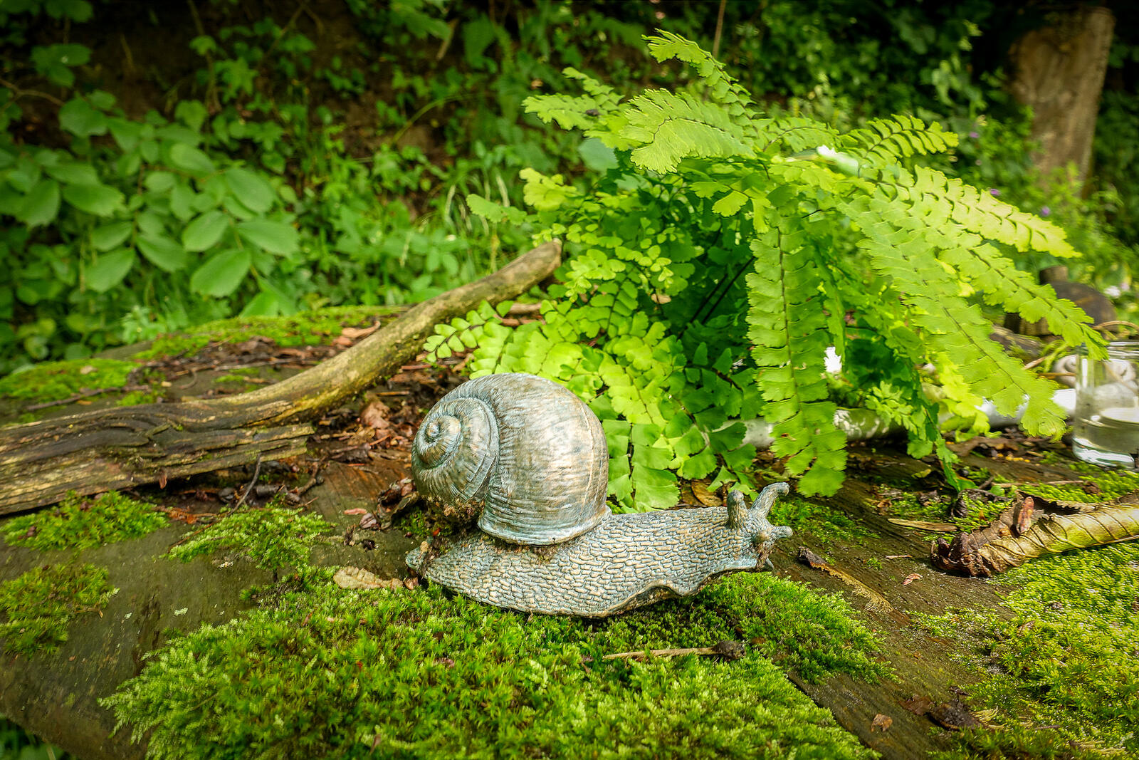 Wallpapers snail macro forest on the desktop