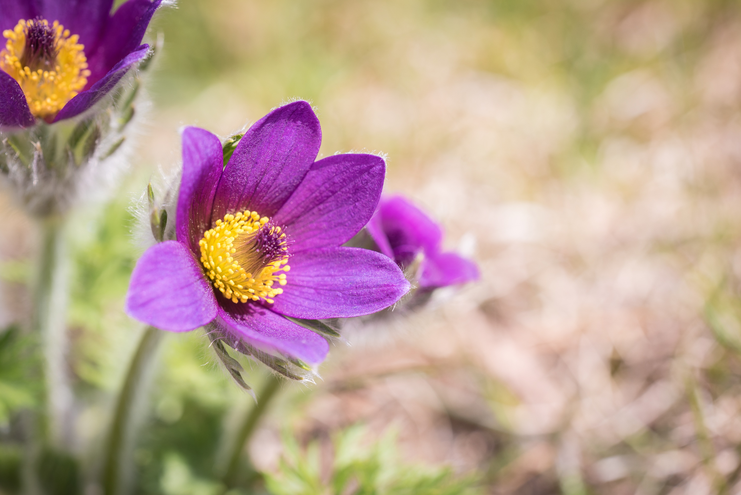 Фото бесплатно цветок, фиолетовый, цветок пасты