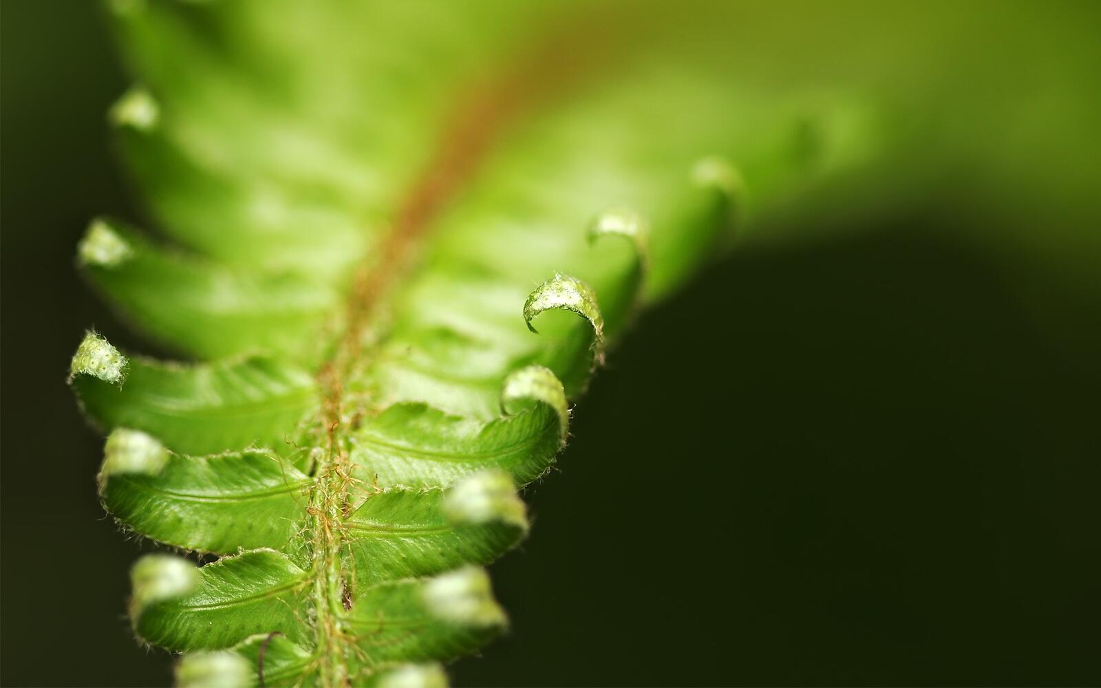 Wallpapers plant stem leaf macro photography on the desktop