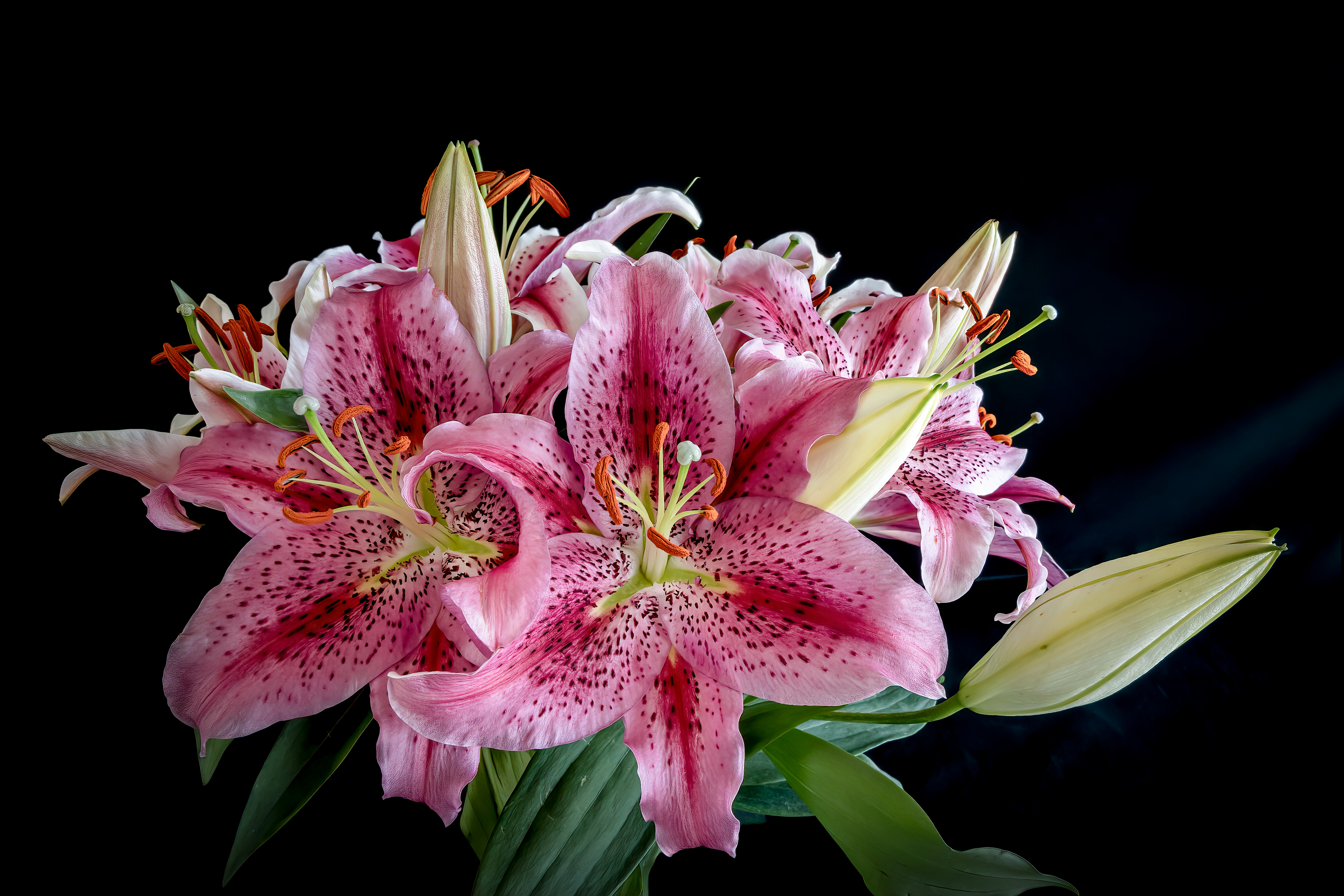 Photo free lilies, bouquet, pink flowers