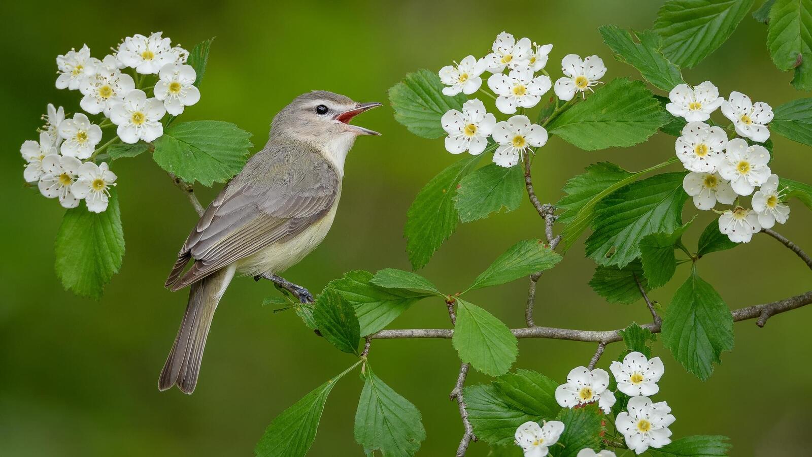 Весенняя певчая птичка. Соловей весной. Птица в цветущем саду. Музыка птицы на телефон