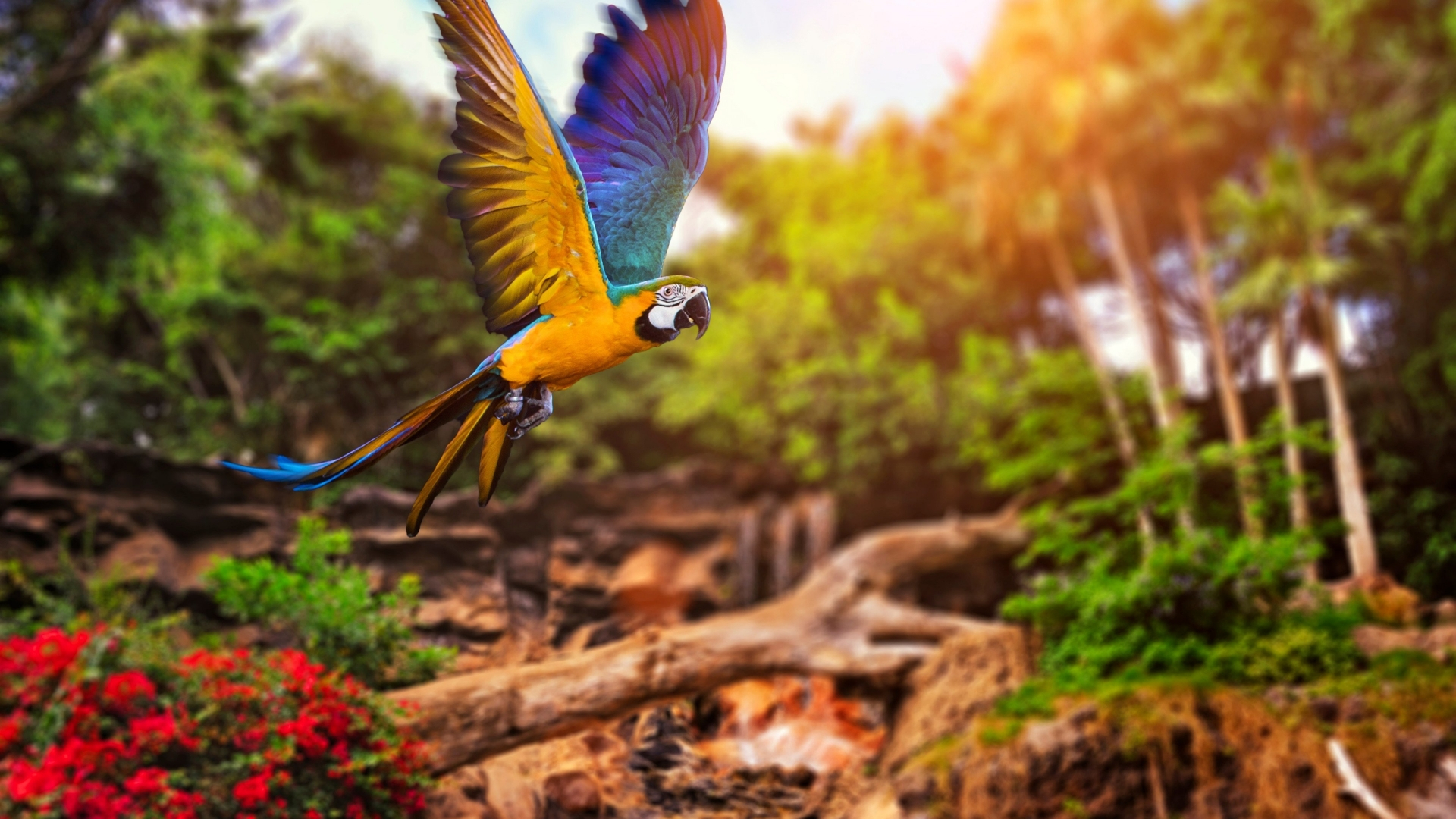 Free photo Parrot in flight