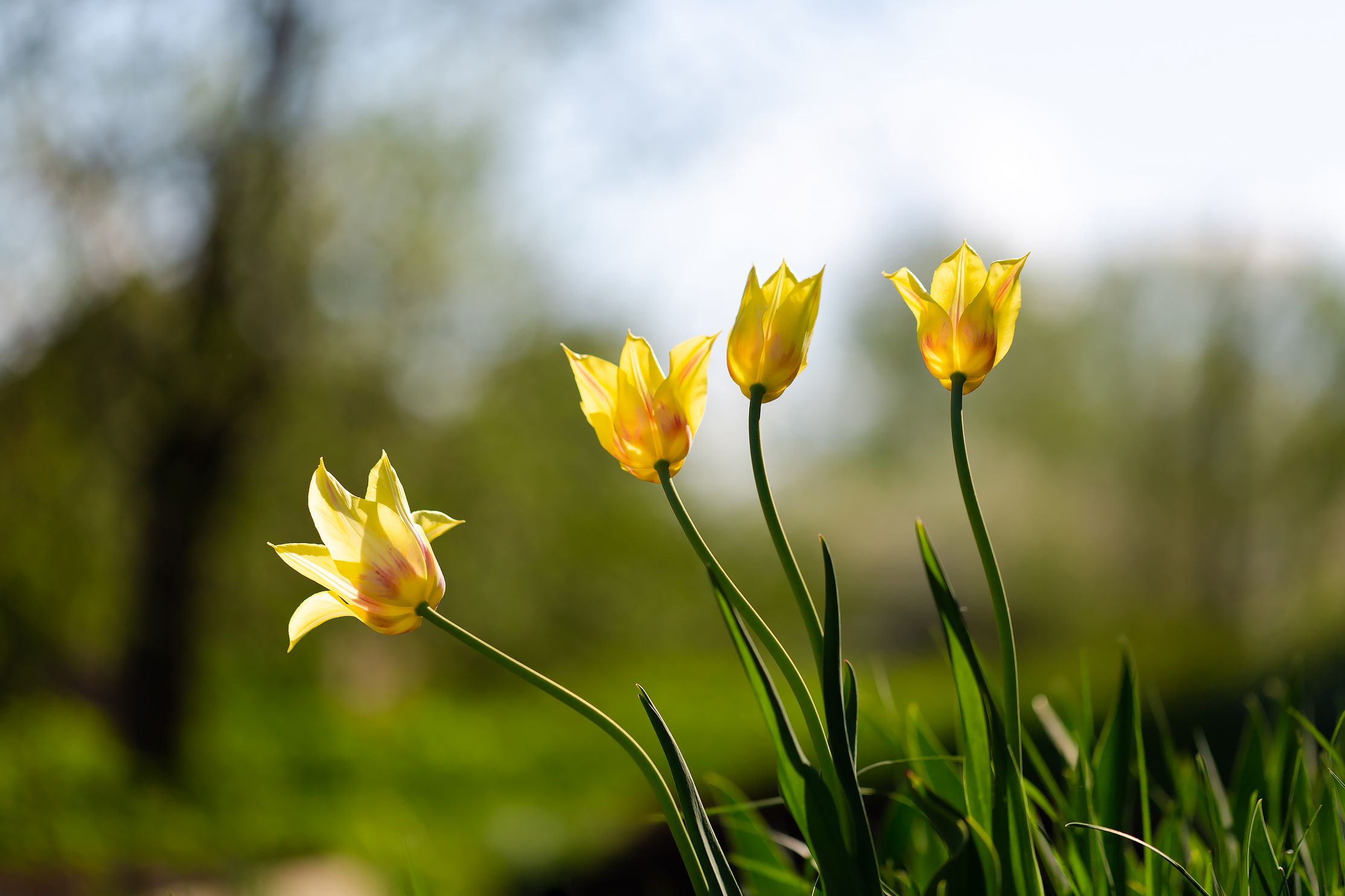 Free photo Tulips yellow