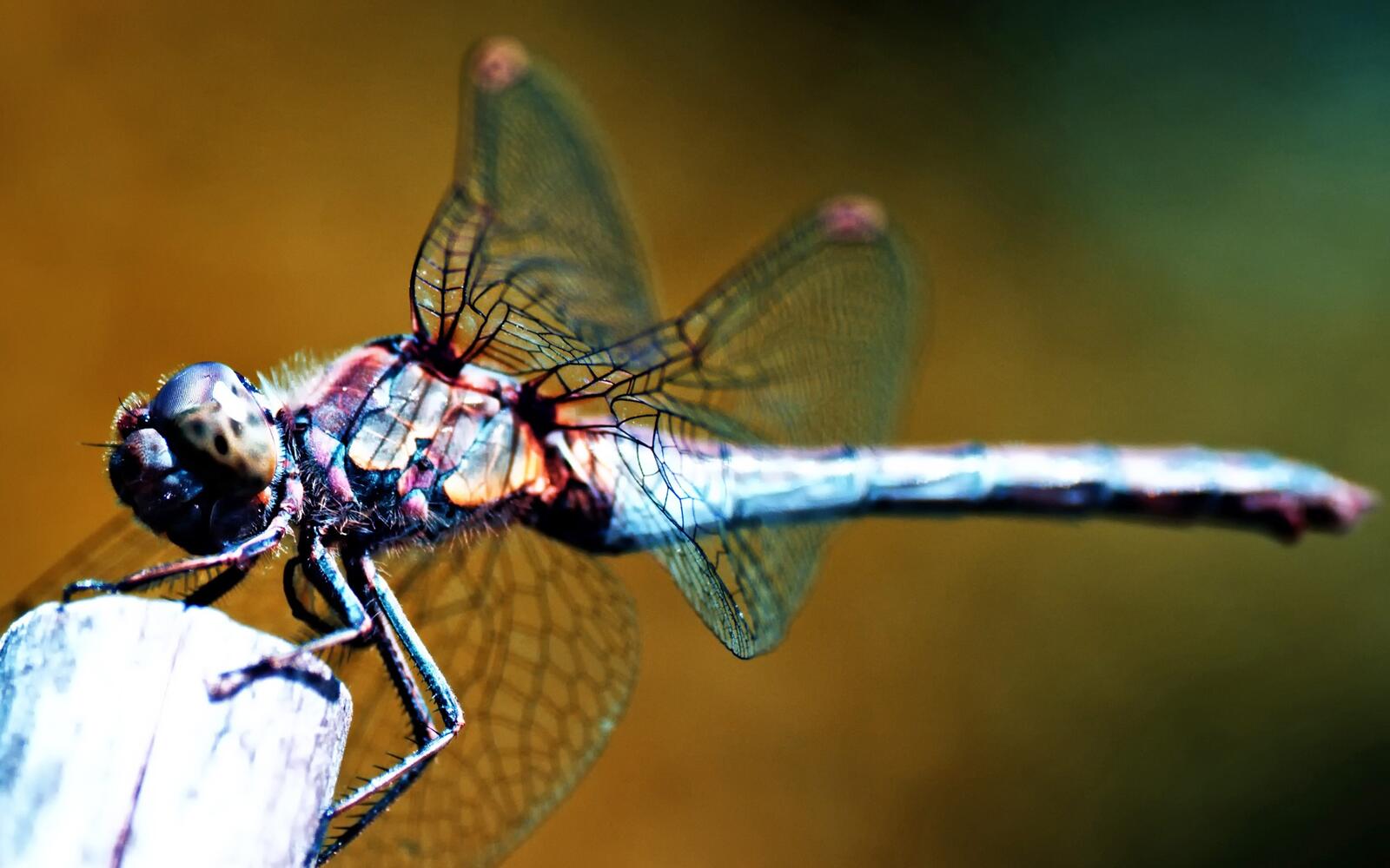 Wallpapers fauna dragonflies and damseflies arthropod on the desktop