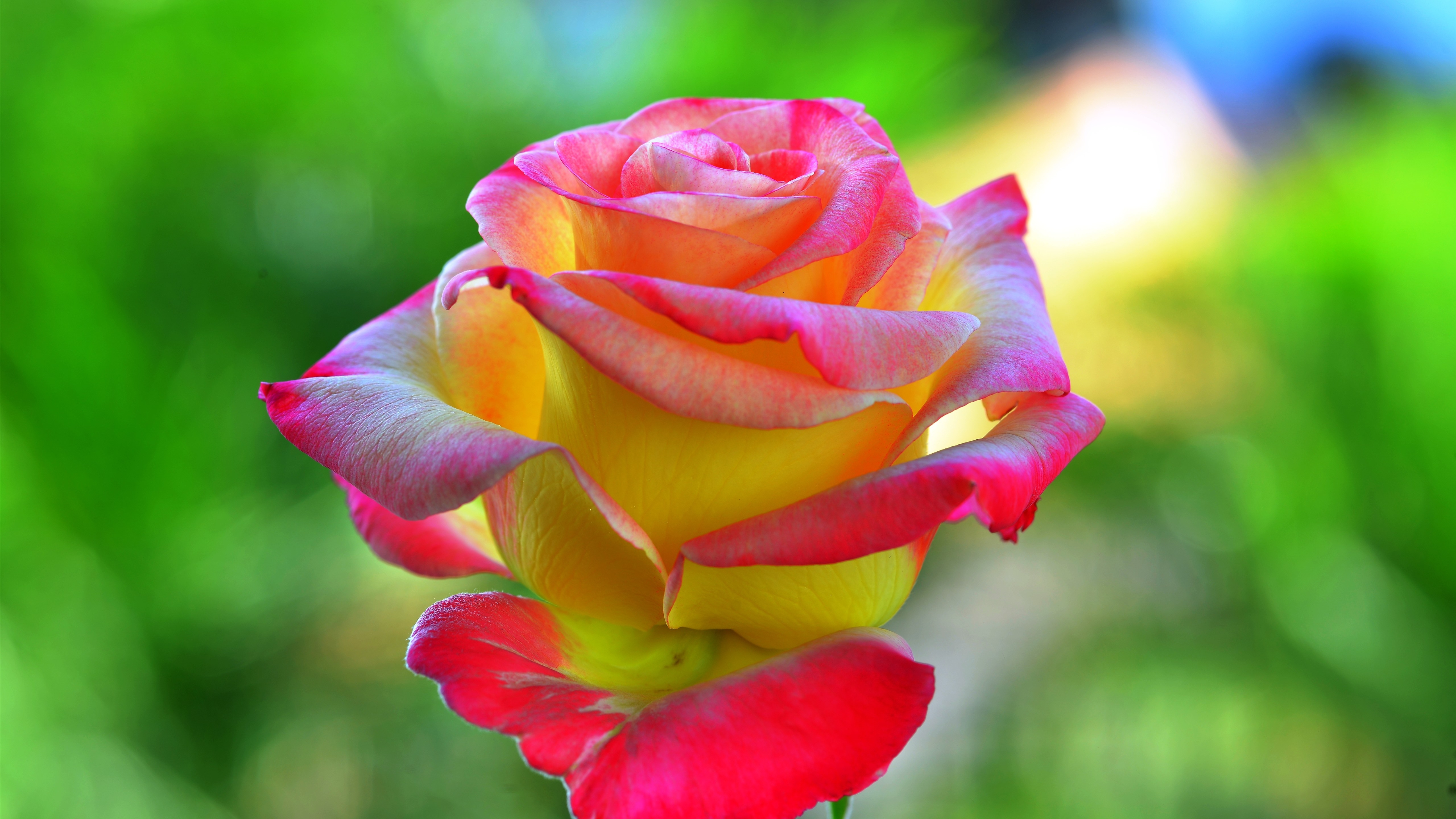 一朵绽放着不寻常粉色花朵的黄玫瑰