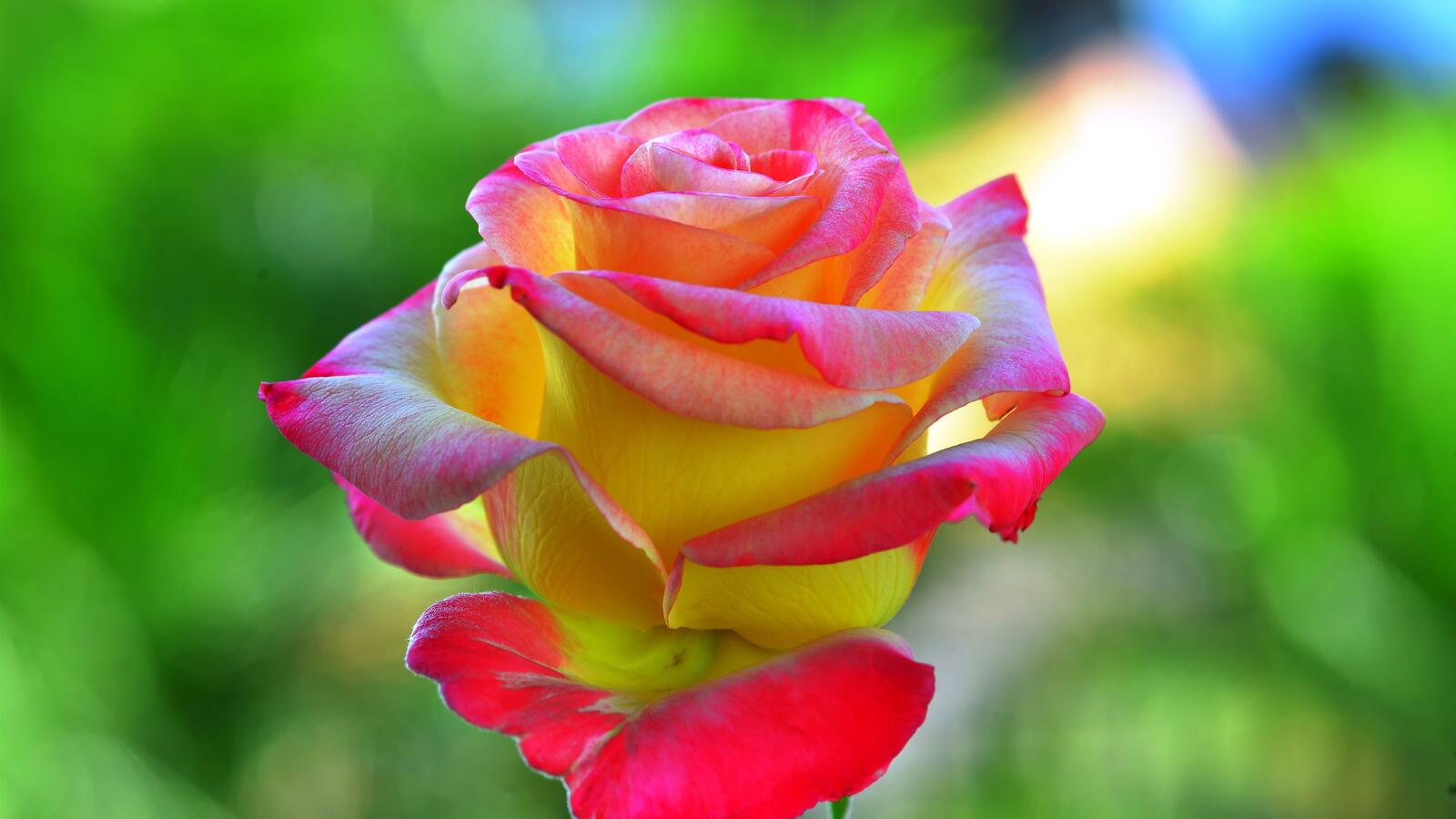 Free photo A yellow rose of unusual pink blooms
