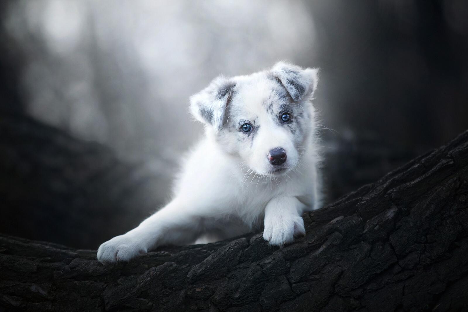 Wallpapers wood cute wallpaper white dog on the desktop