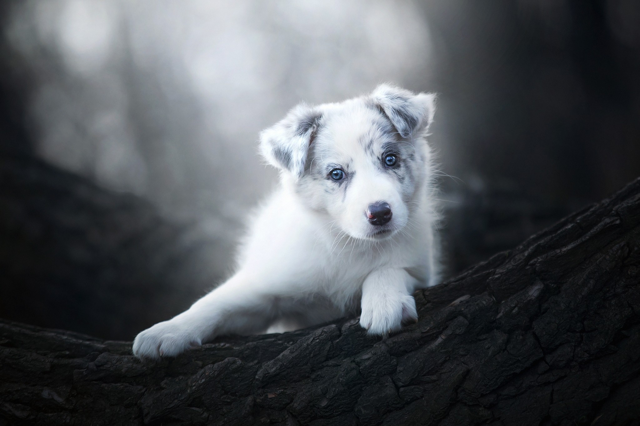 Фото бесплатно древесина, милая, обои белая собака
