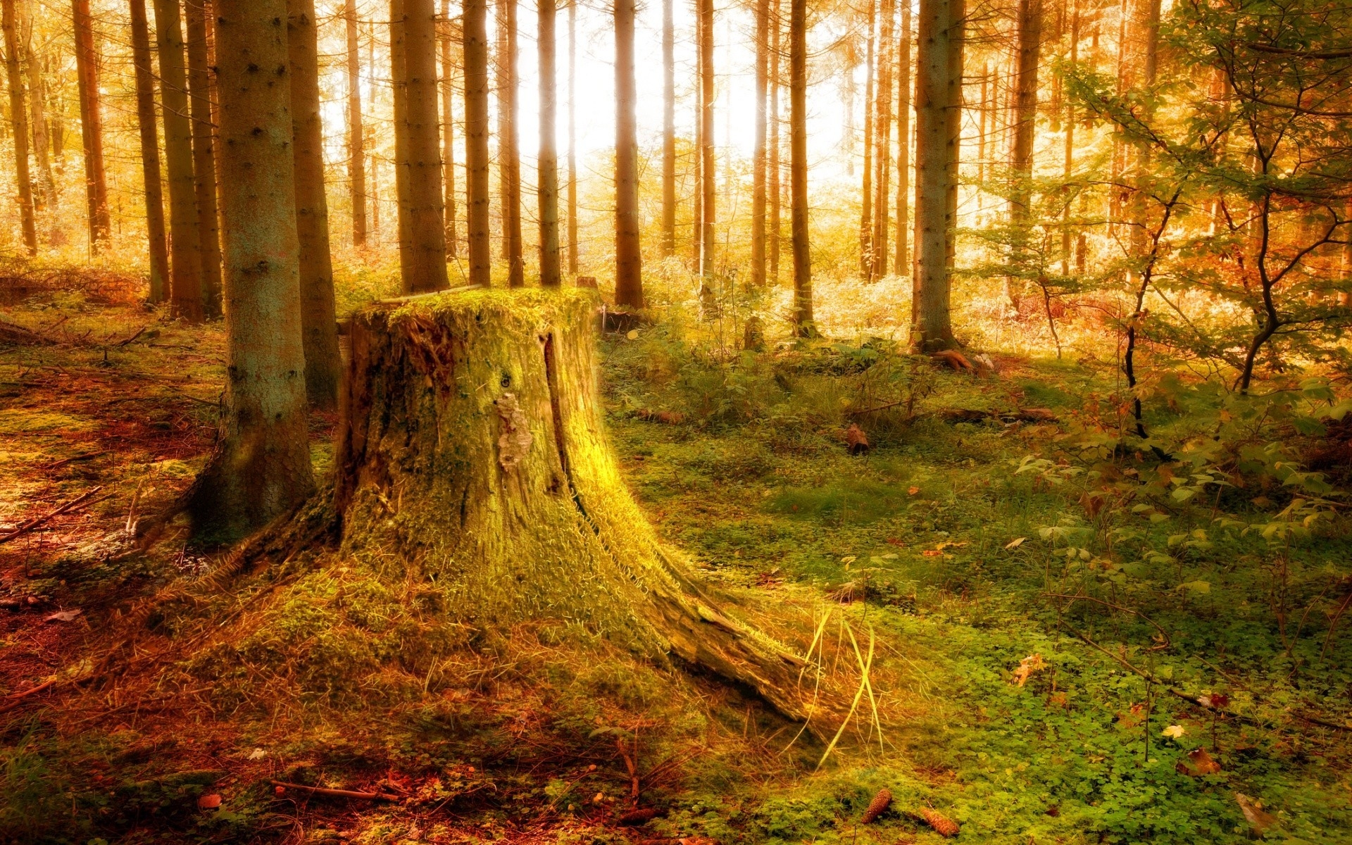 Бесплатное фото Старый пень в солнечном лесу