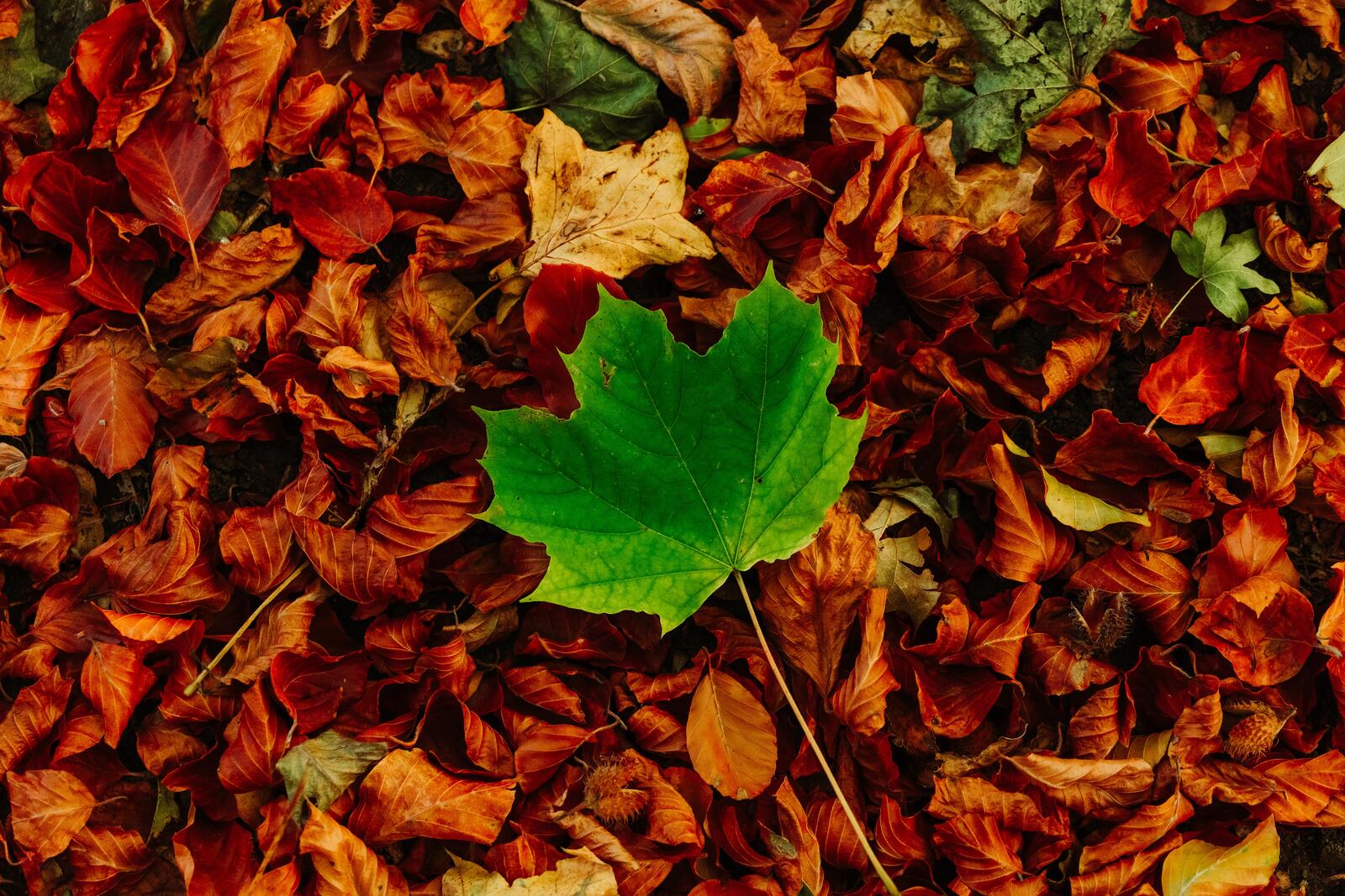 Обои осень опавшие листья земля на рабочий стол
