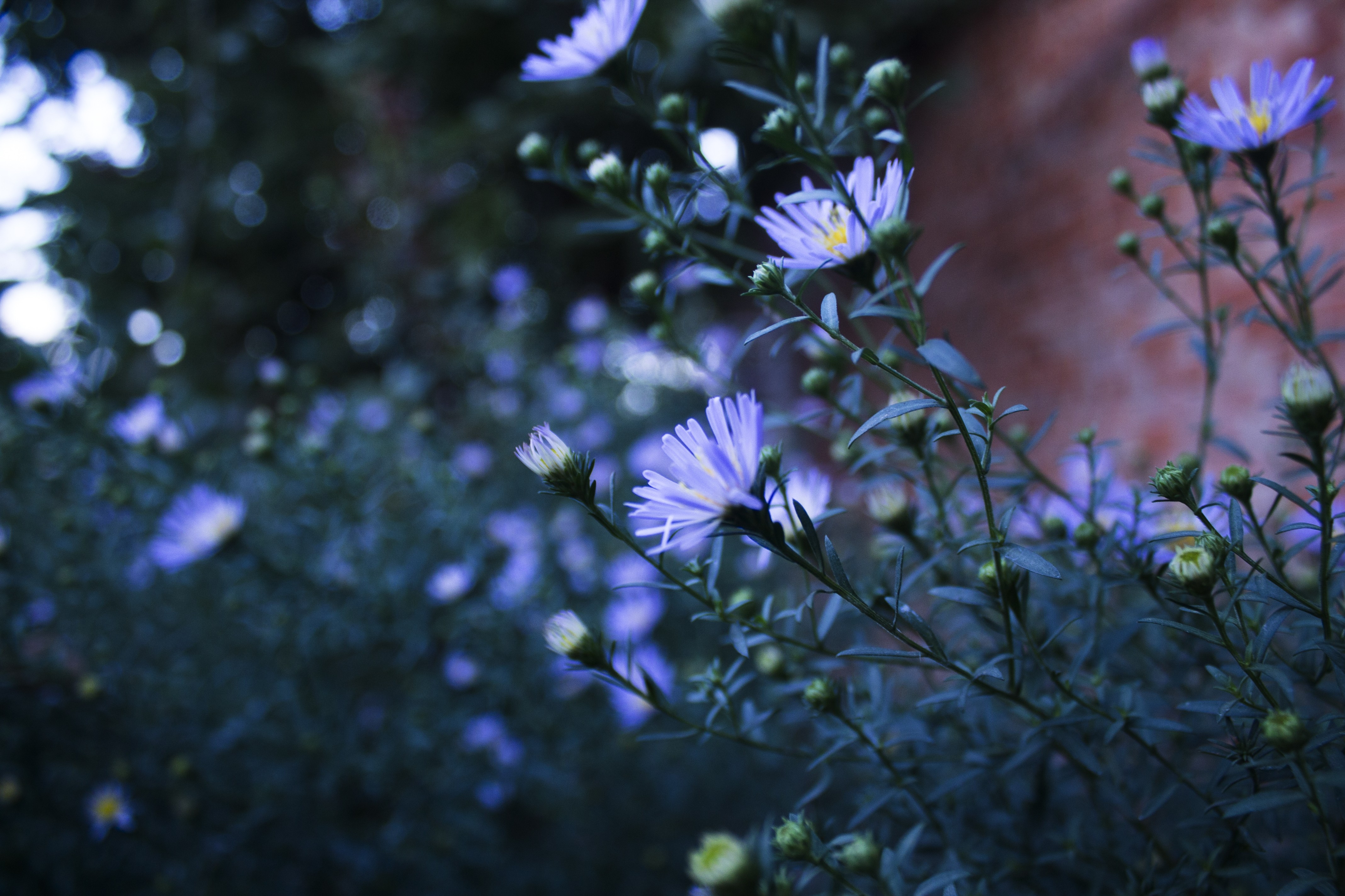 Фото бесплатно цветы, синие цветы, глубина резкости