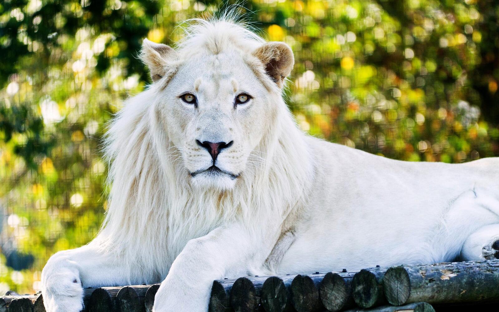 Wallpapers white lion resting on the desktop