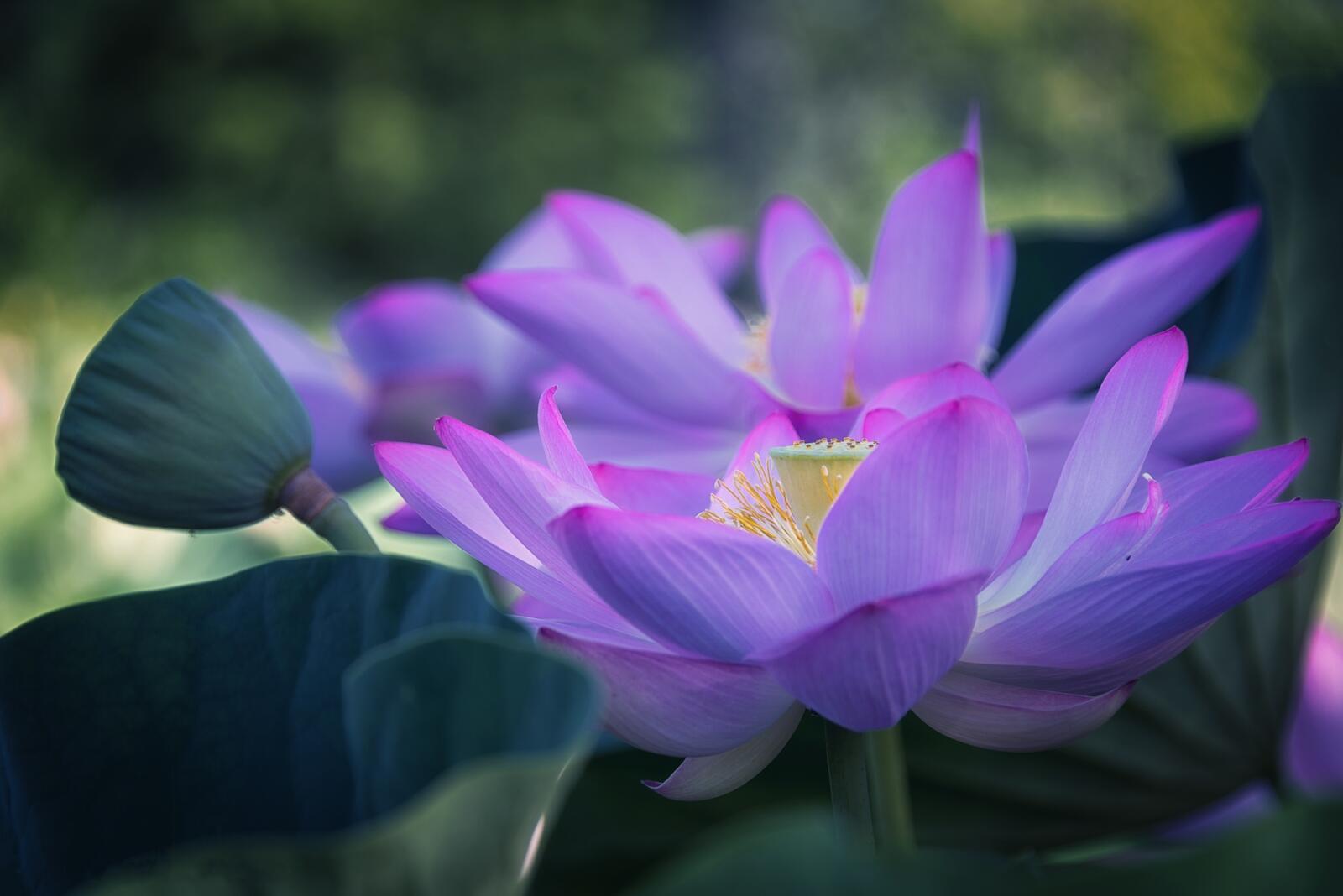 Бесплатное фото Фиолетовый цветок лотоса