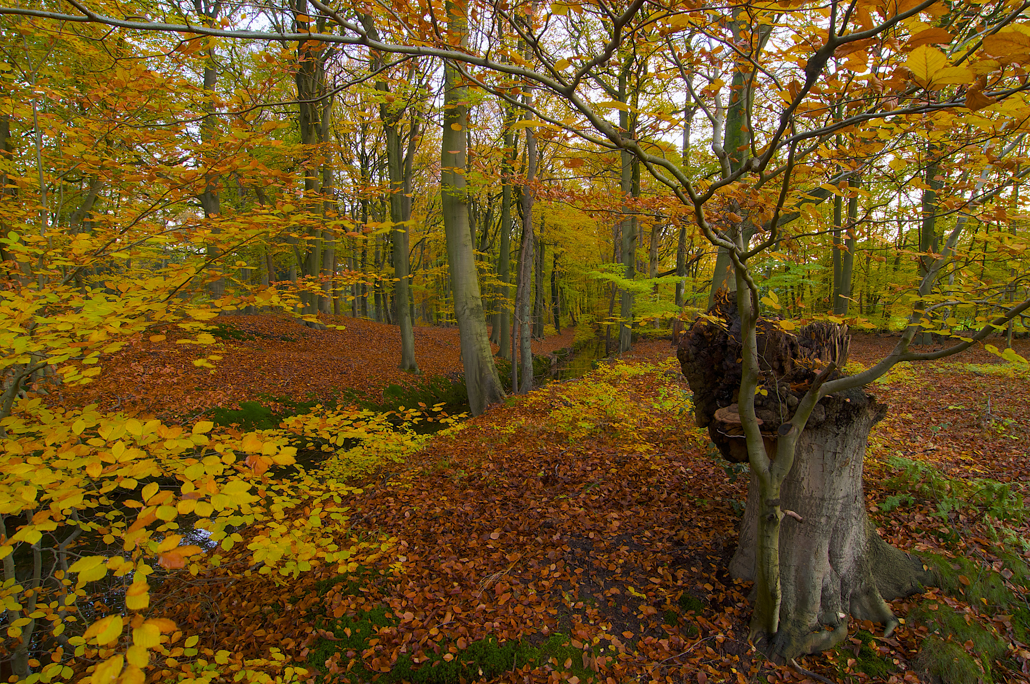 Может ли вас взволновать красота осеннего леса. Сорока в осеннем лесу. Лес осенью Мем.
