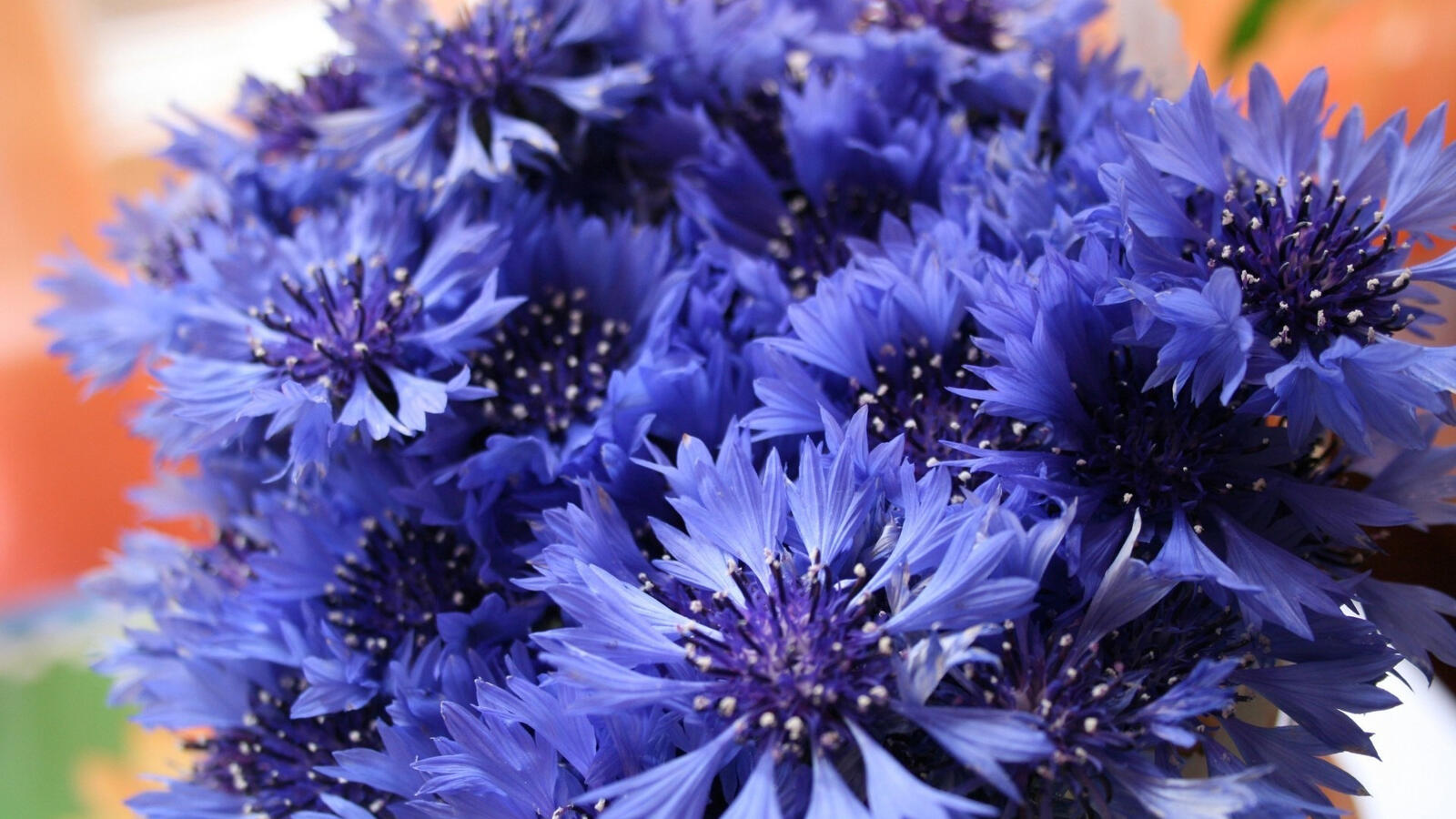 Free photo Blue flowers with pointed petals
