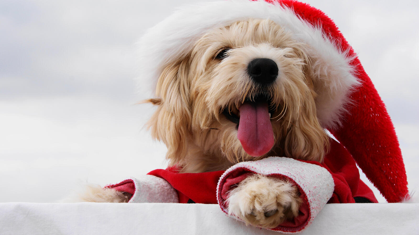 Wallpapers tongue dogs holiday on the desktop