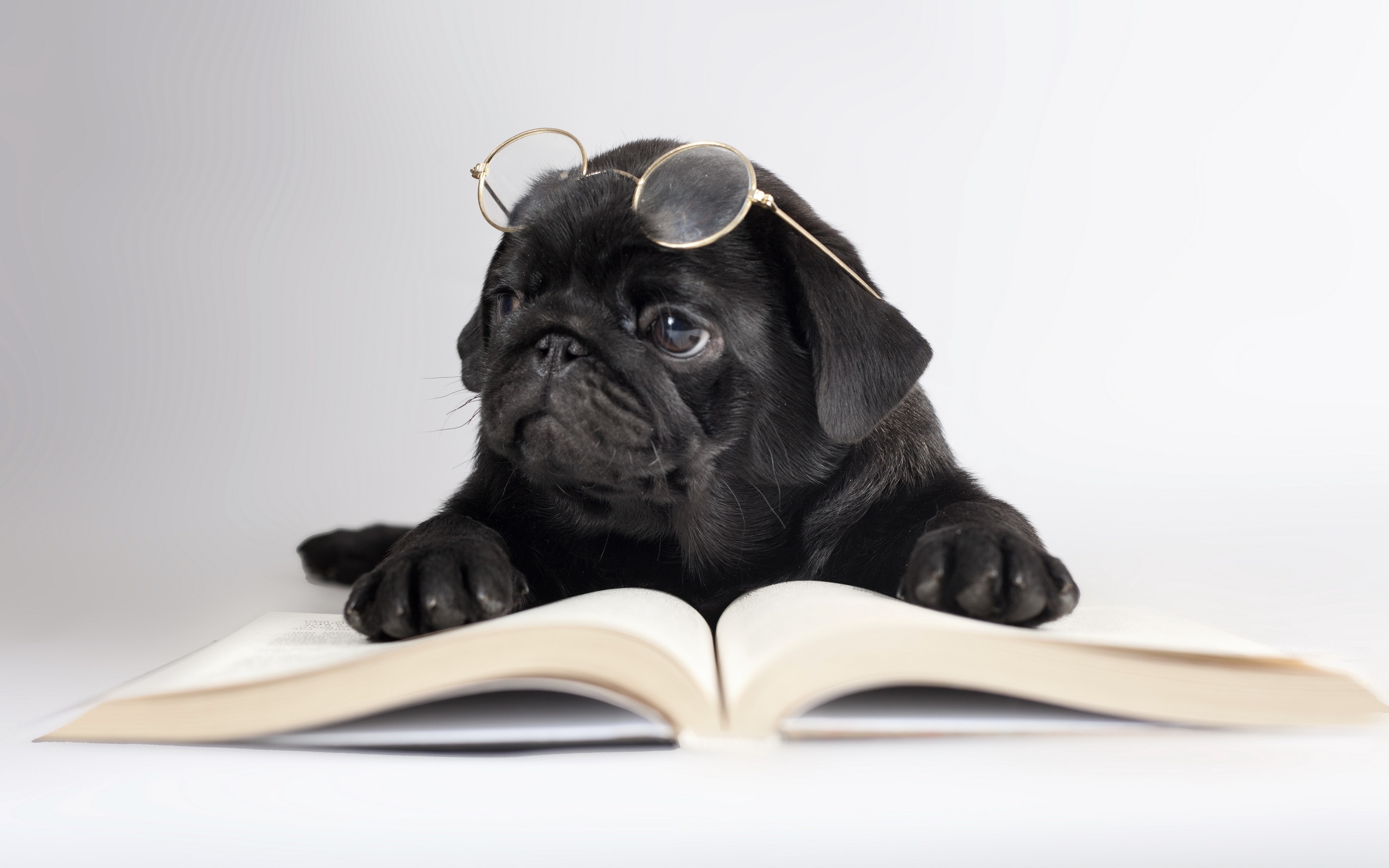 Wallpapers puppy reading glasses on the desktop