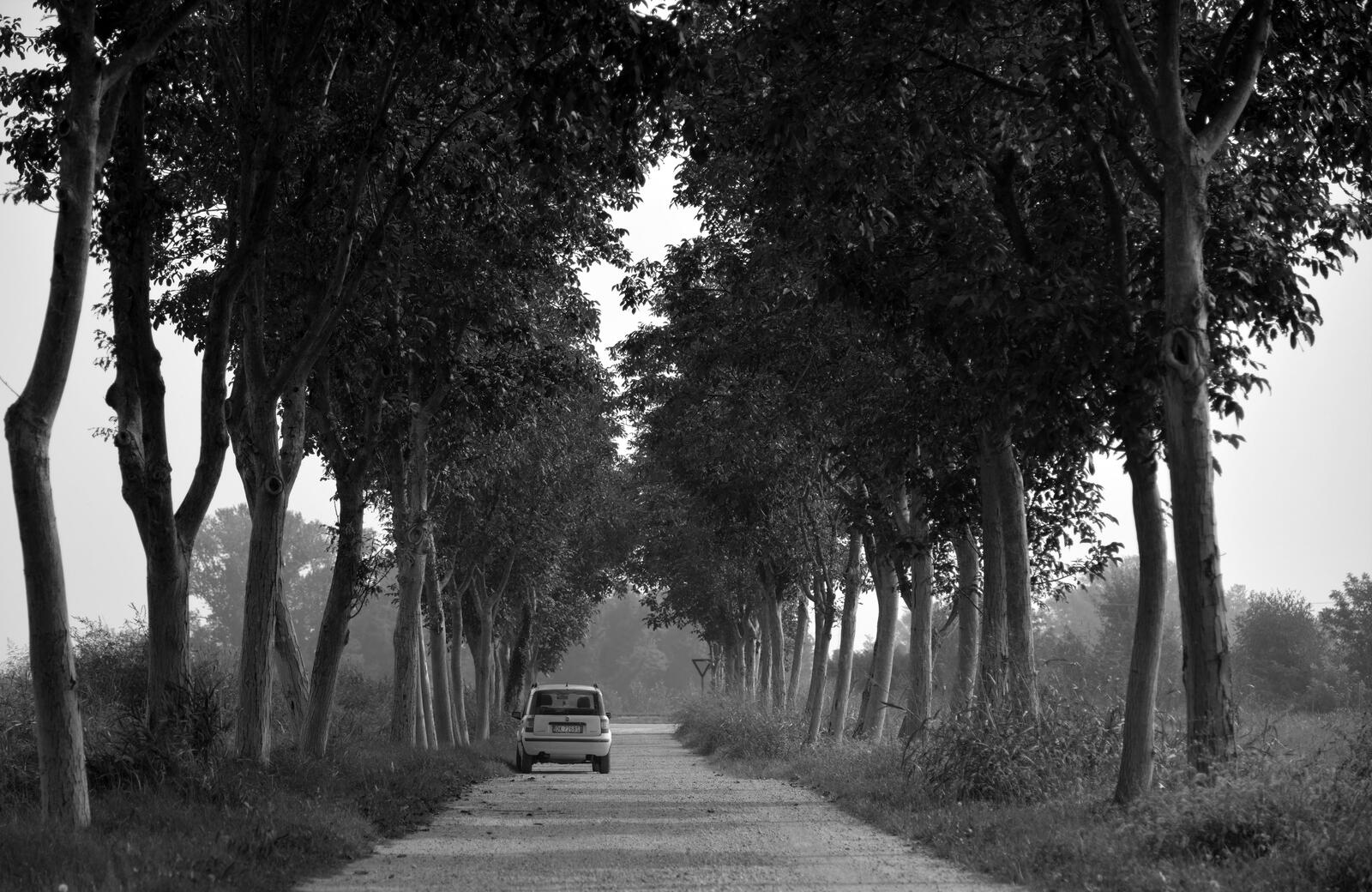 Wallpapers road monochrome trees on the desktop