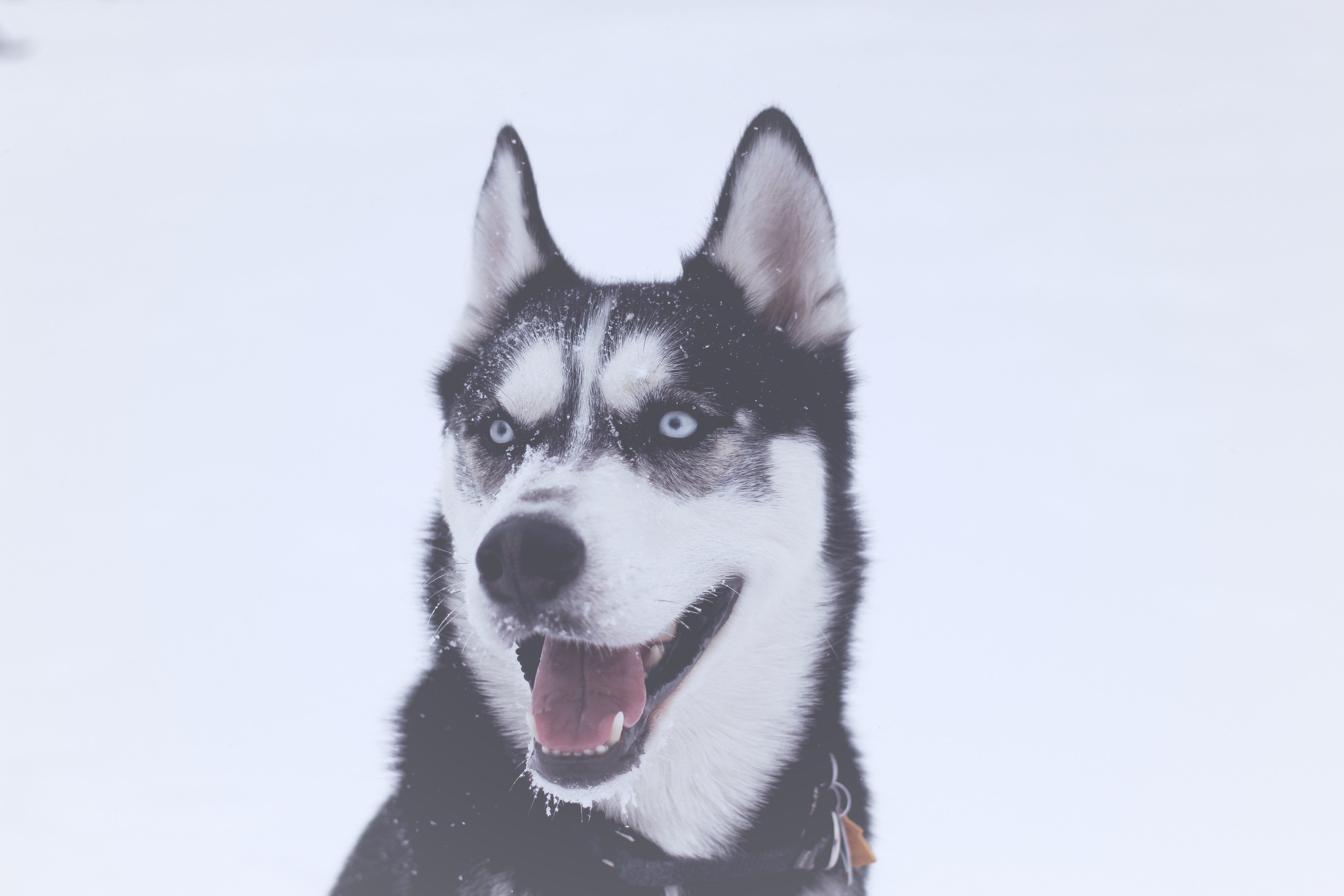 Husky portrait on white background