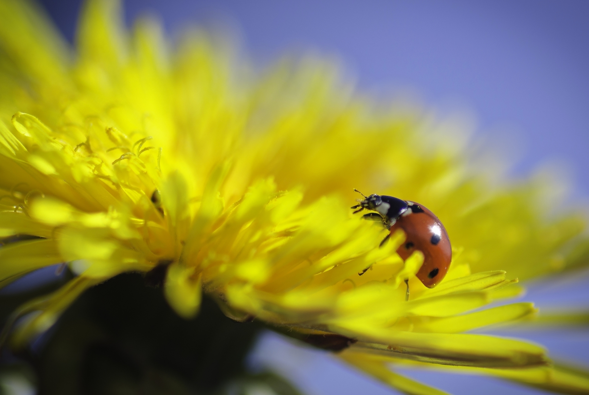 Wallpapers yellow flower ladybug insects on the desktop
